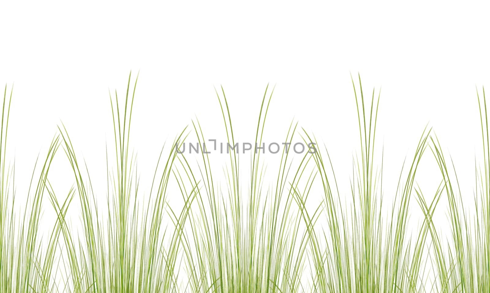 Grass