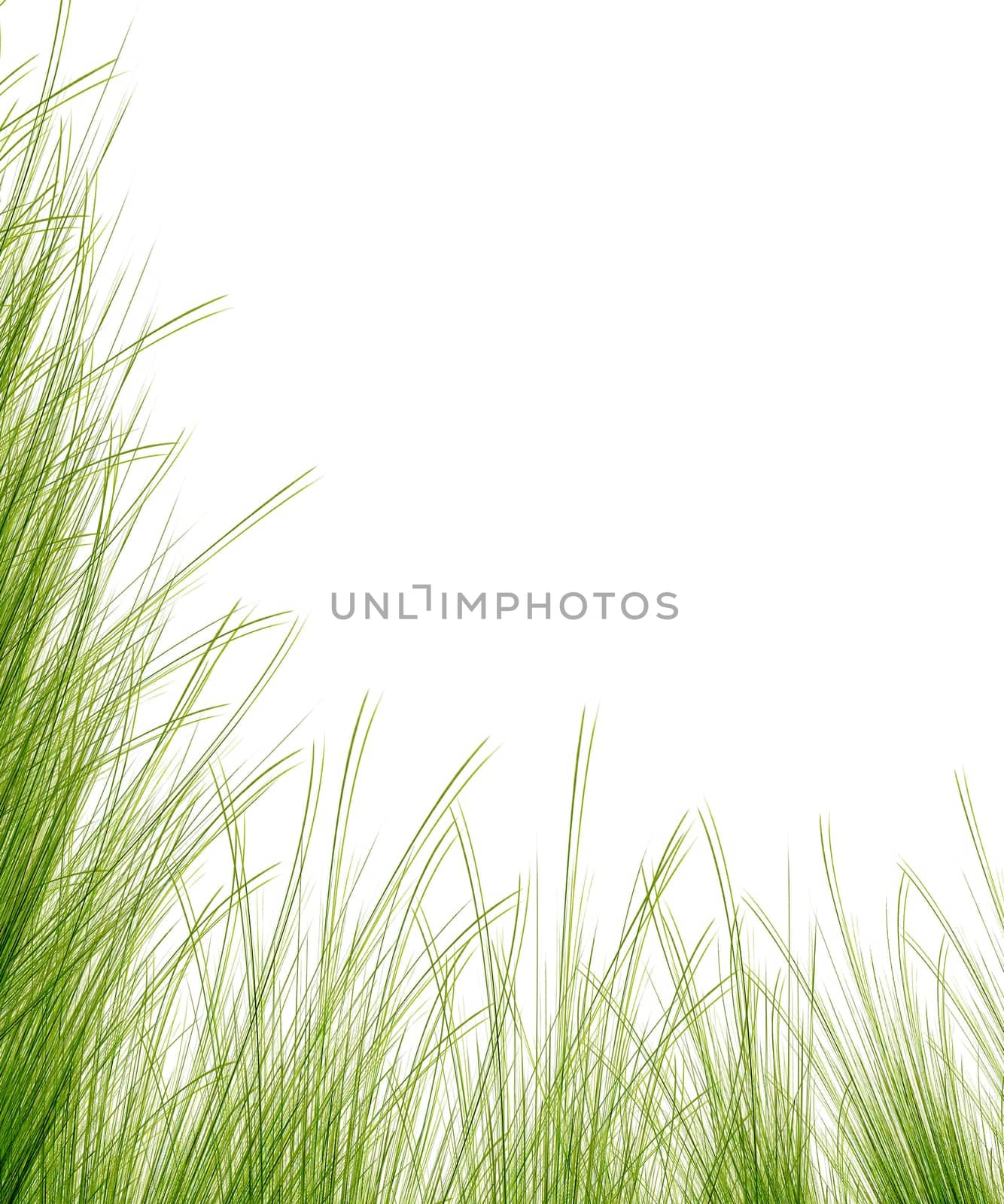 Grass