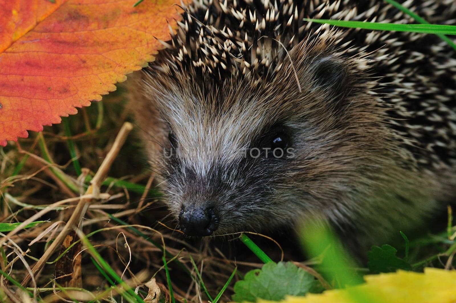 Hedgehog