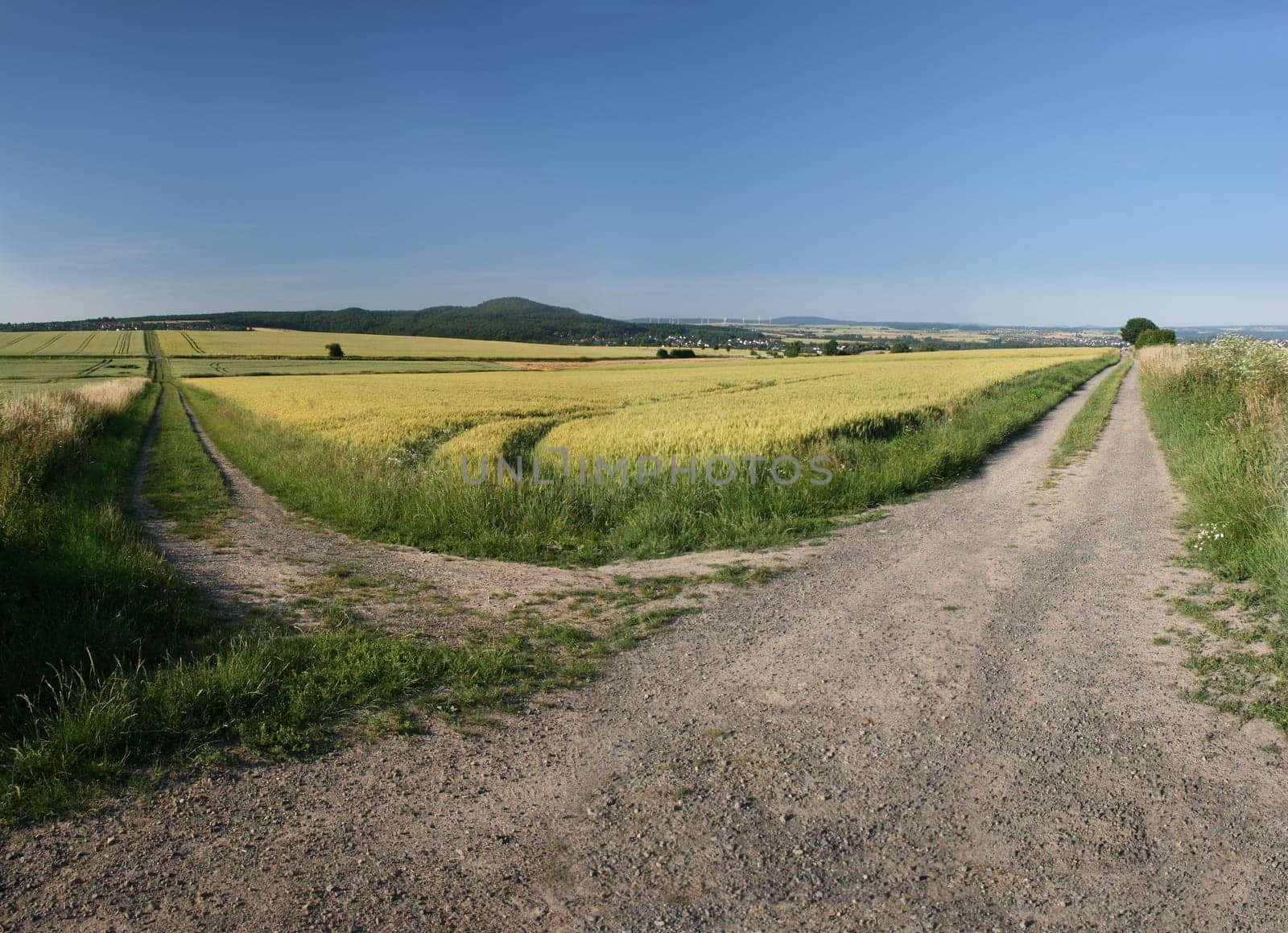 Idyllic barley field in summer