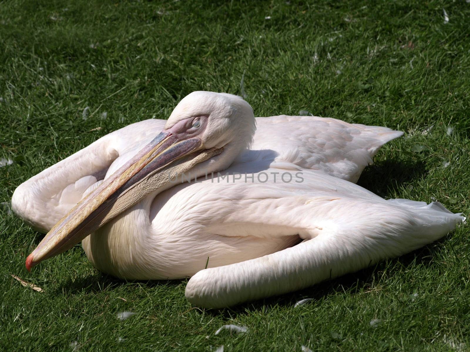 Resting Pelican