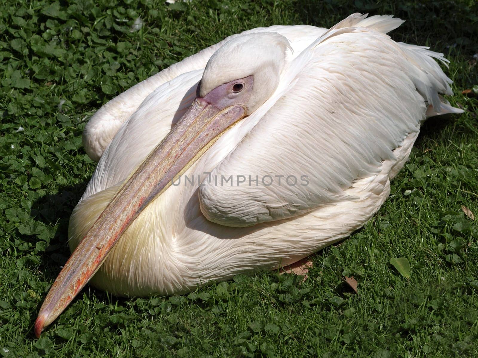 Seated Pelican