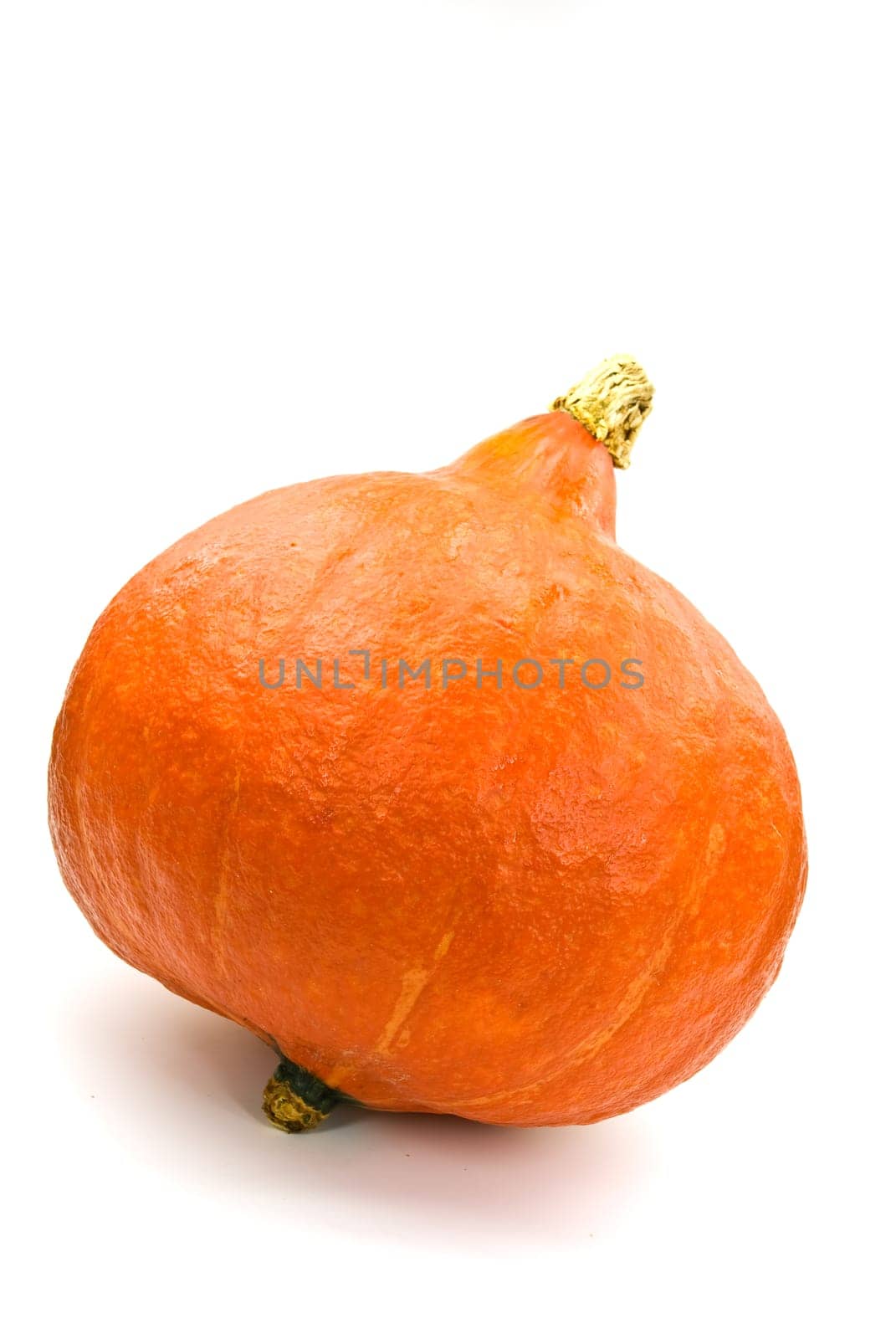 Hokkaido - pumpkin - on white