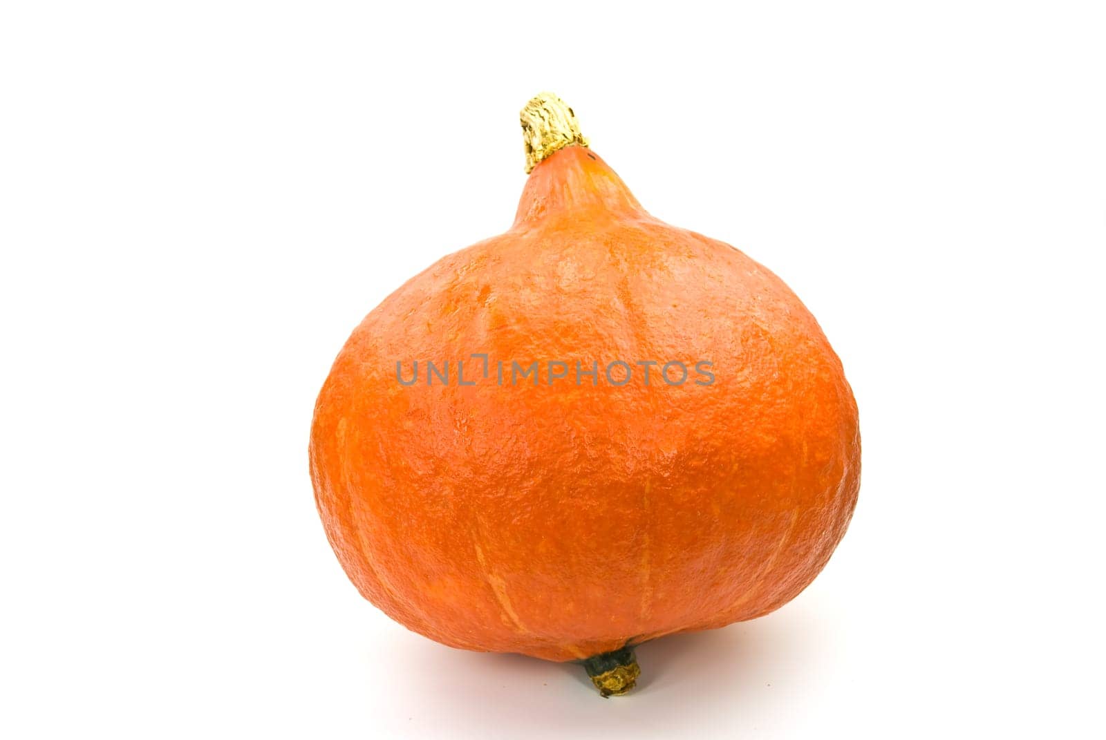 Hokkaido - Pumpkin