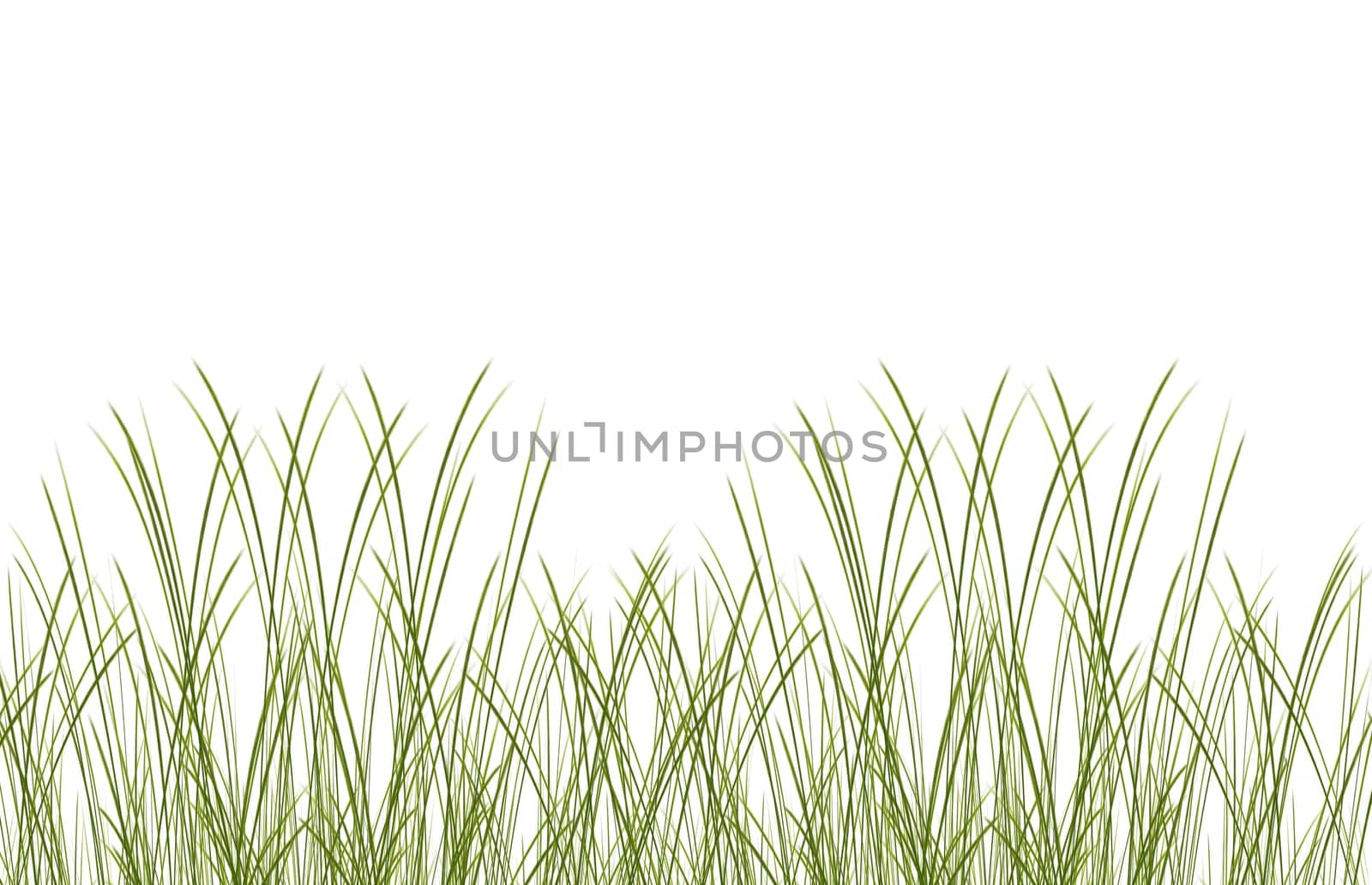 Grass