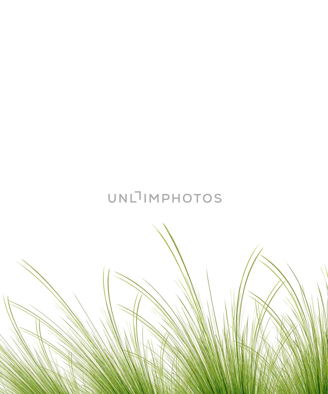 Grass