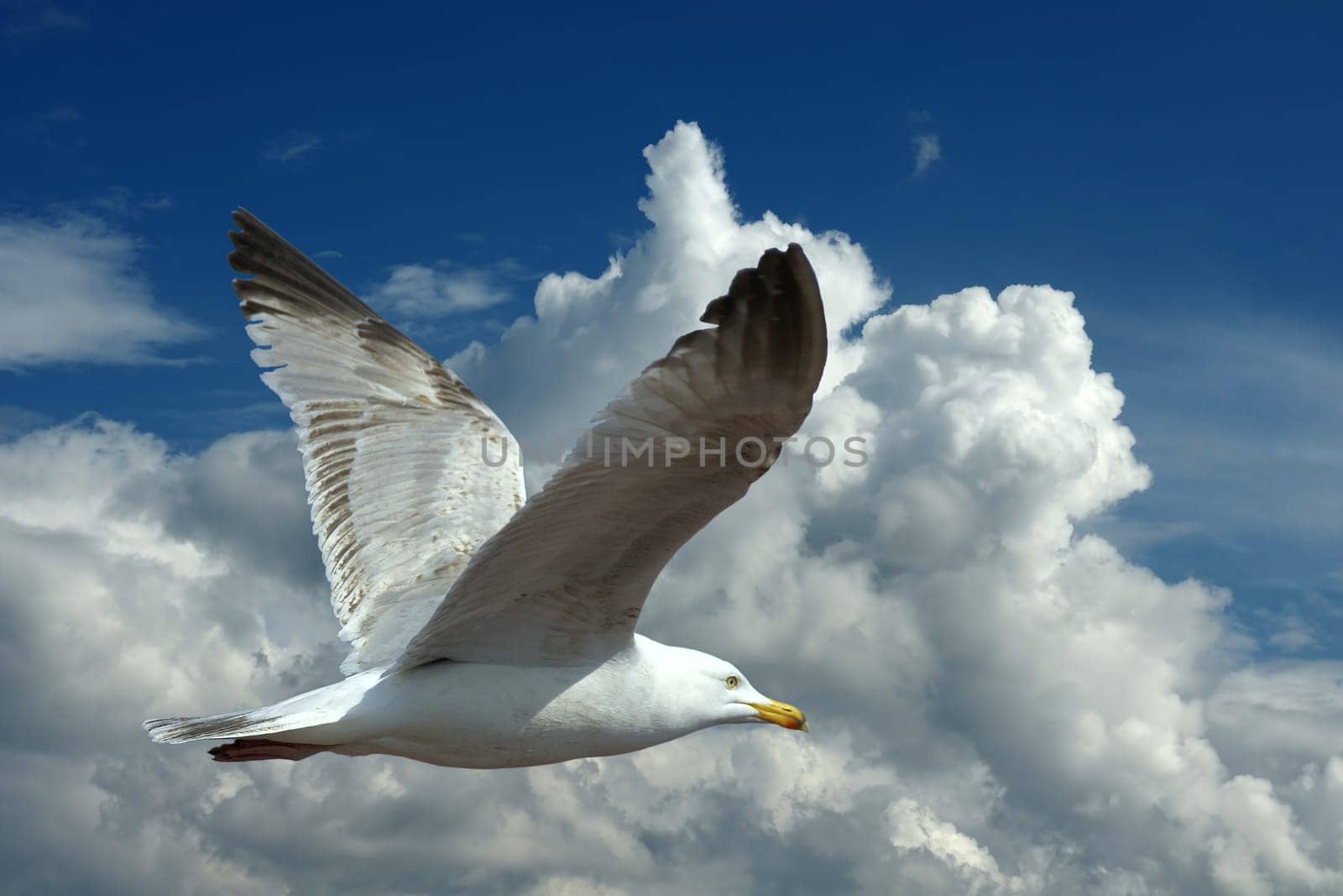 Be free