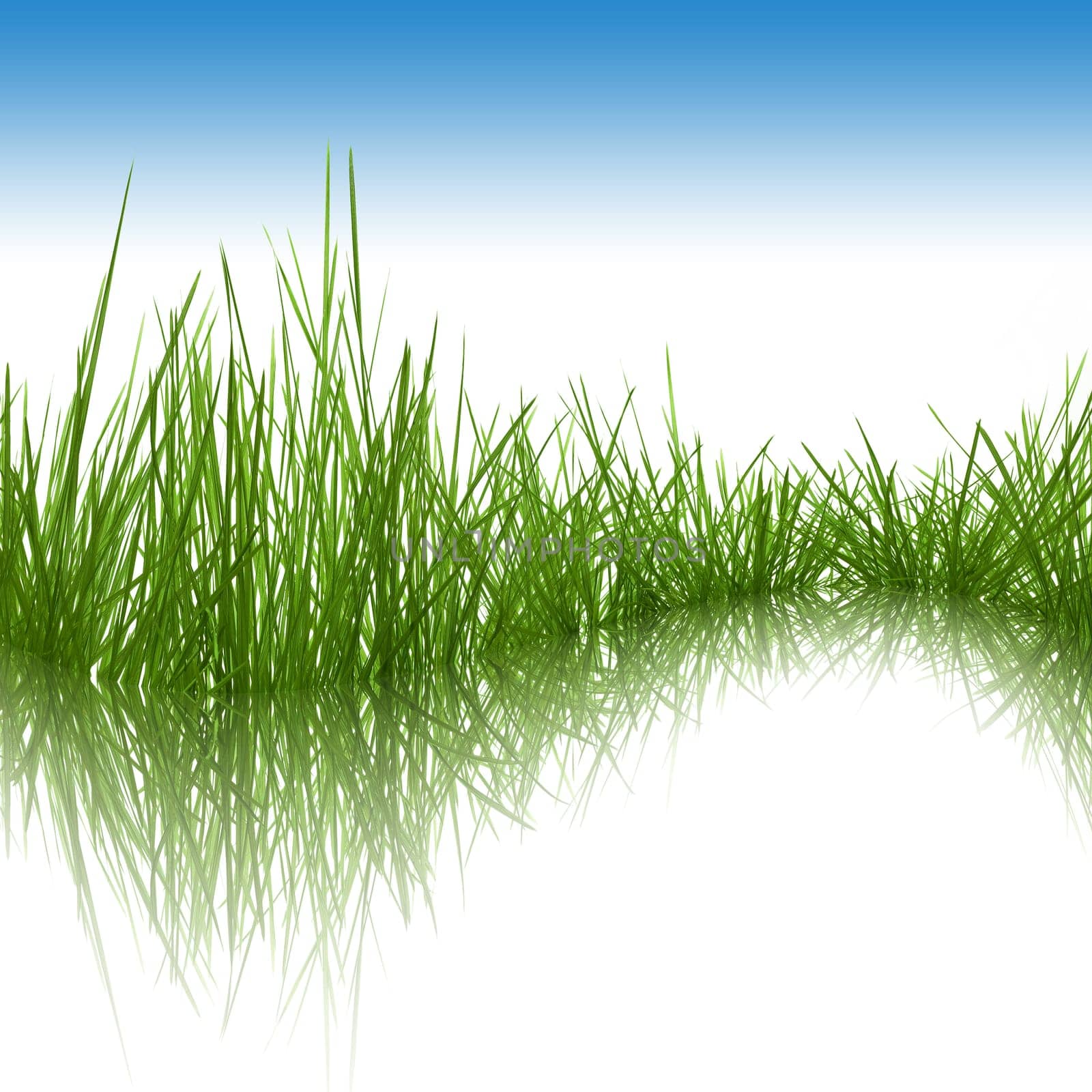 Grass