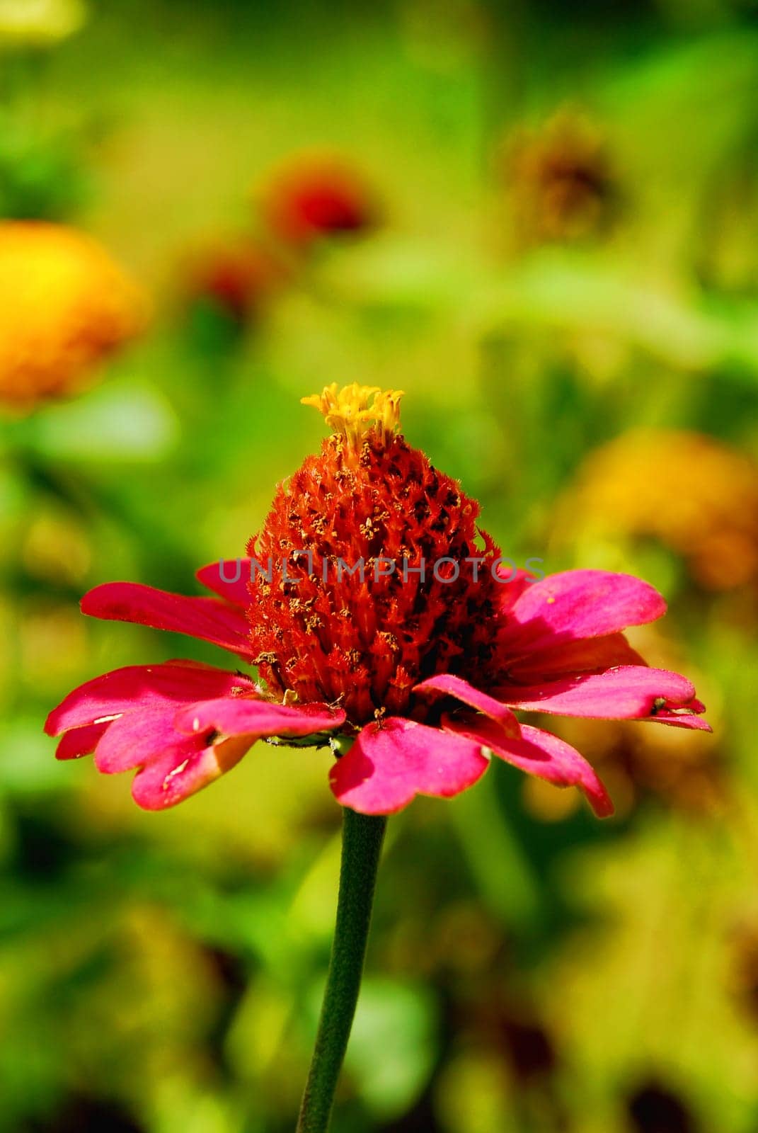 zinnia angustifolia