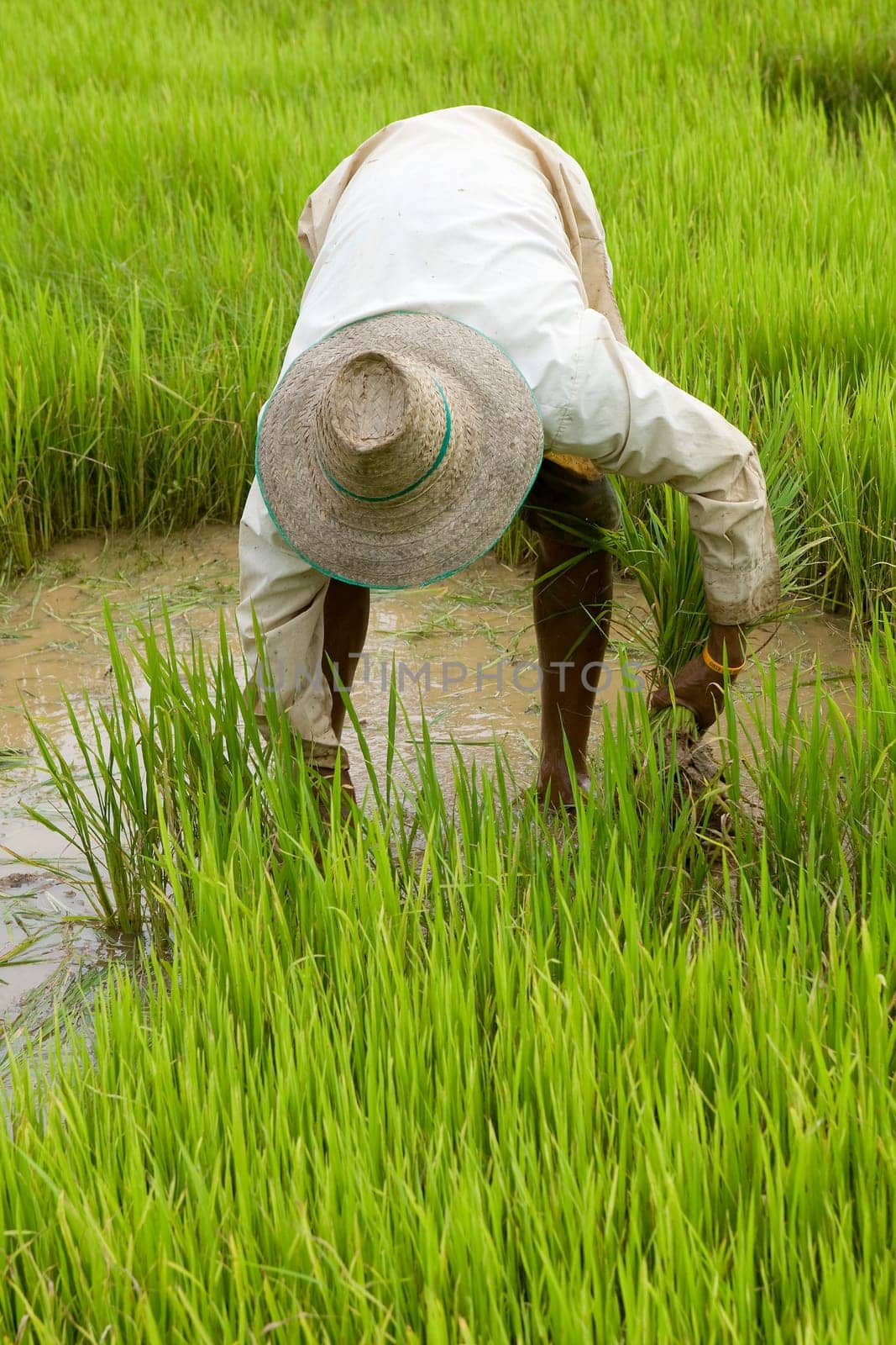 Work in the rice field in Asia