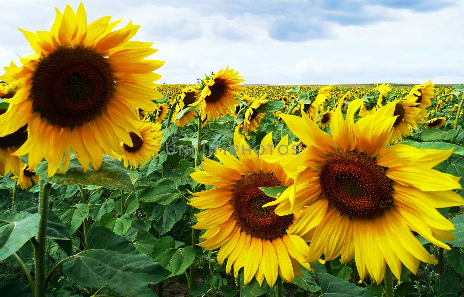 Sunflower