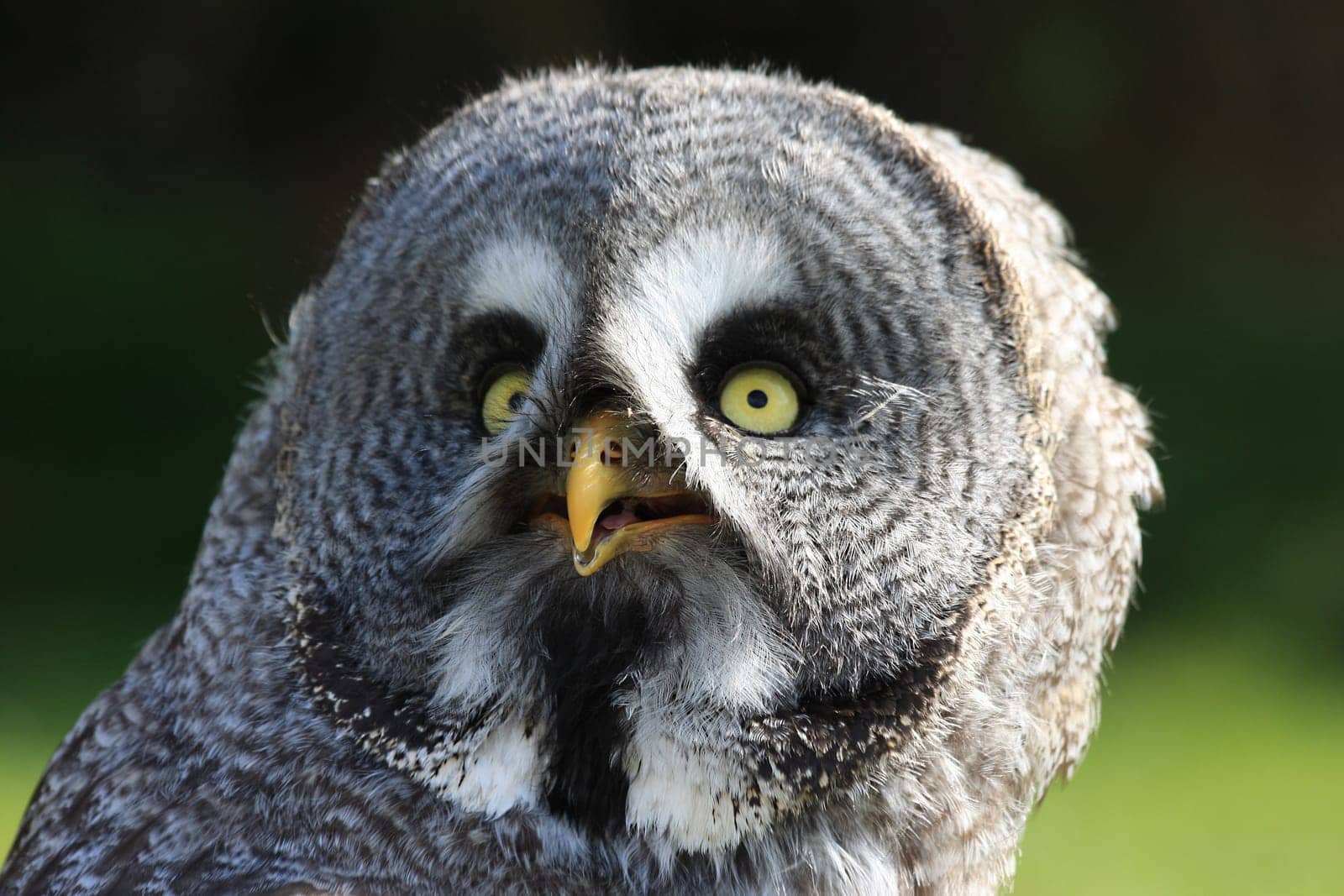 Bearded OwlPortrait