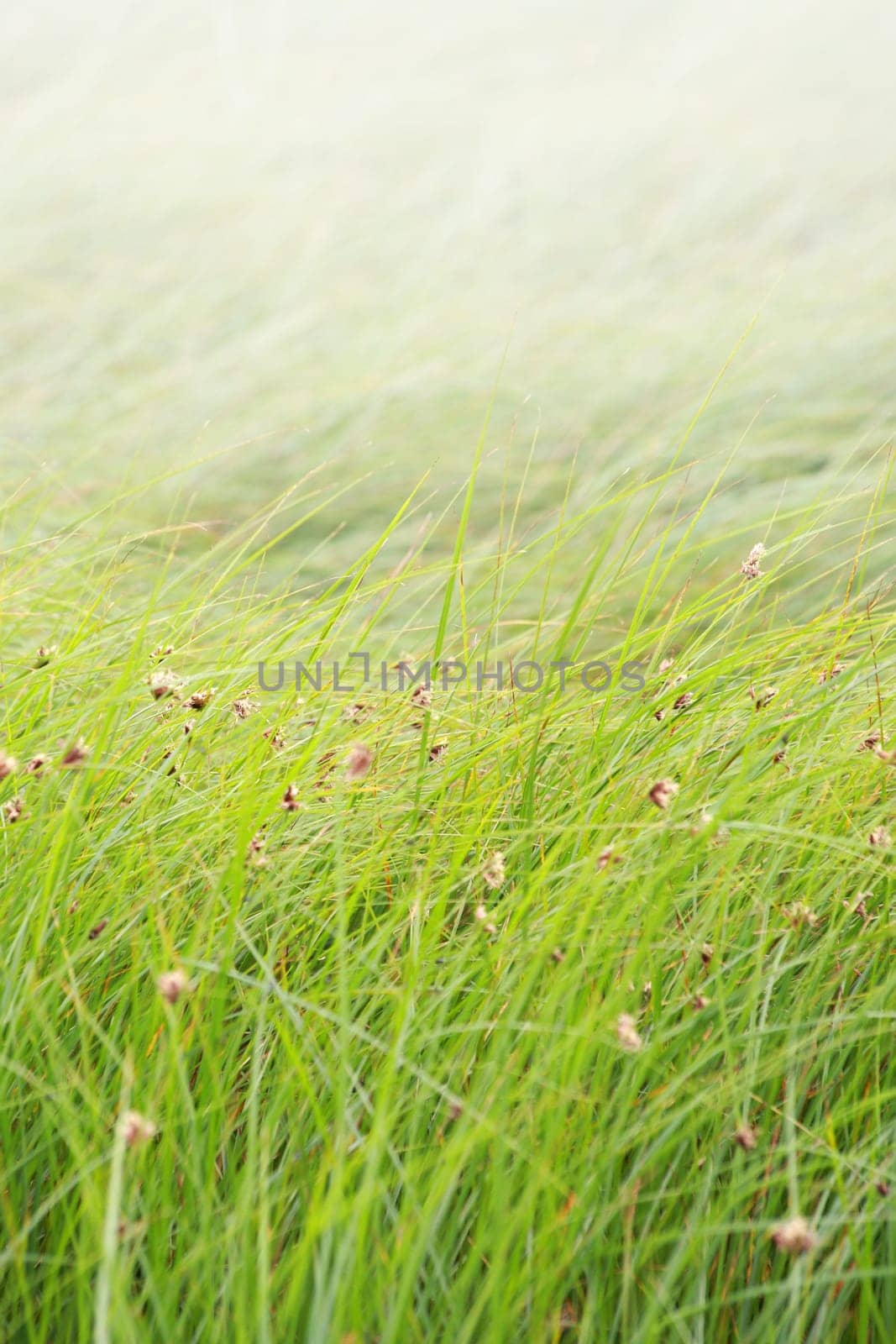 Grass background