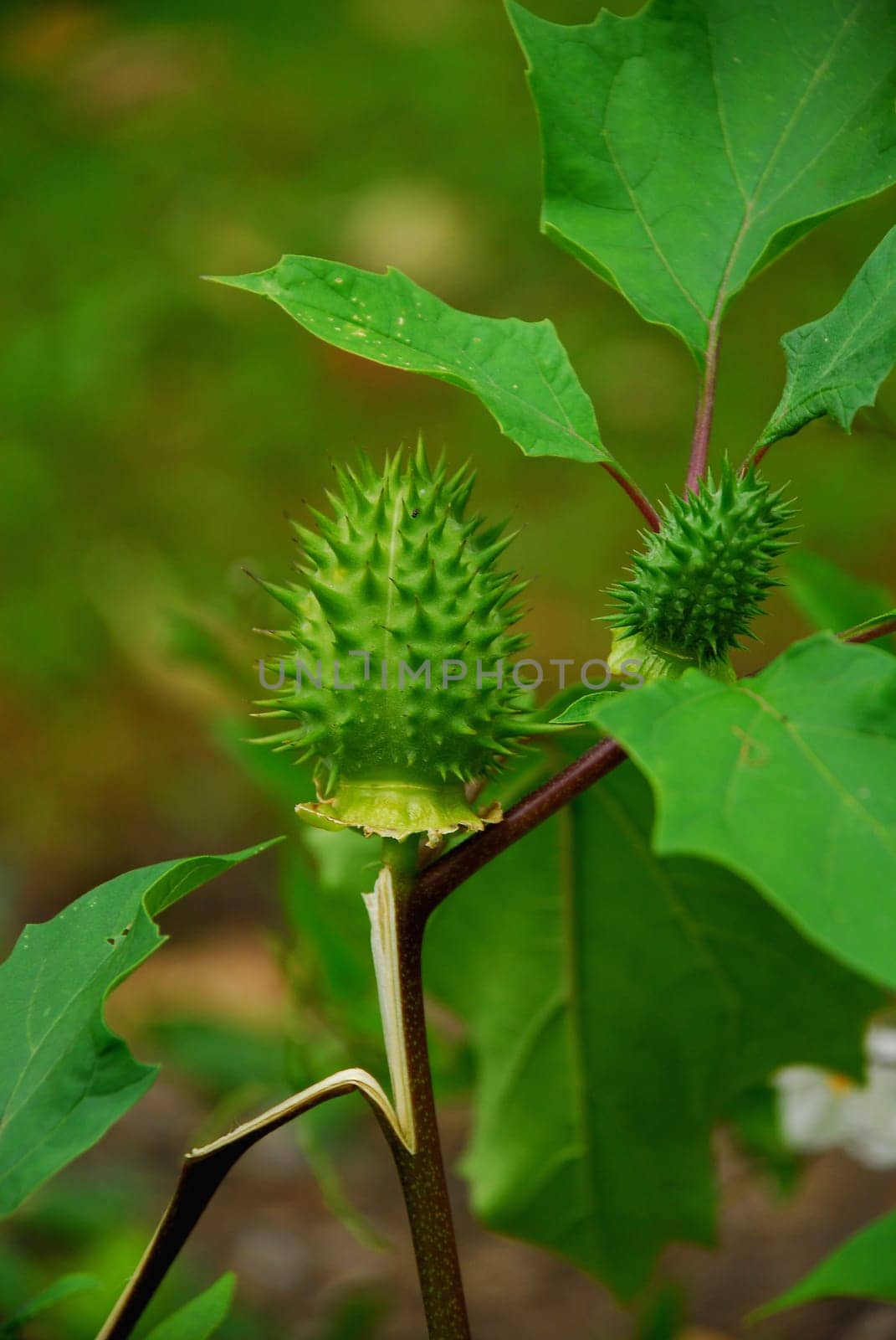 thorn apple