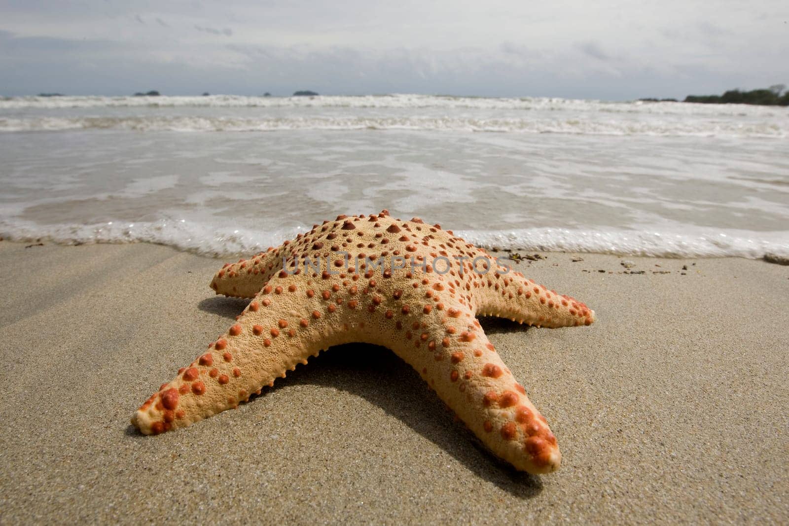 Starfish on the beach