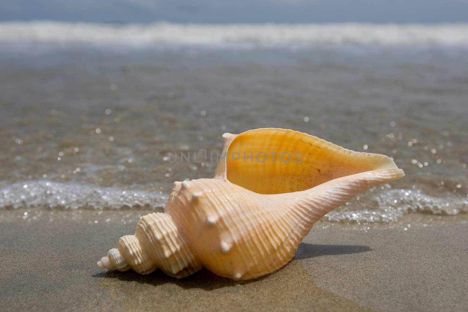 Seashell on the beach