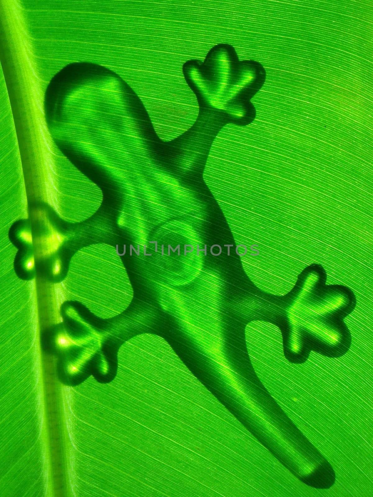Gecko on banana leaf