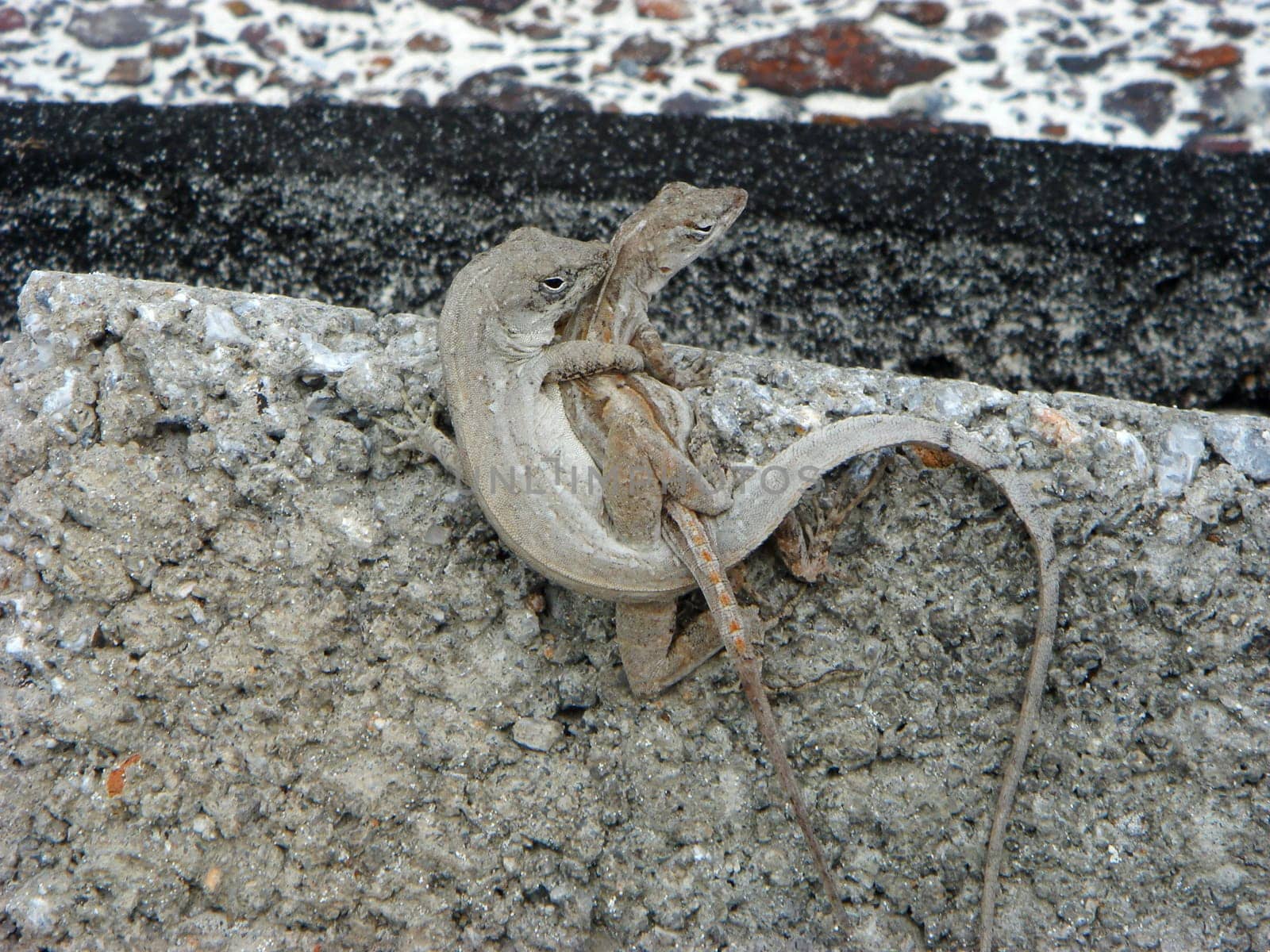 Anolis mating