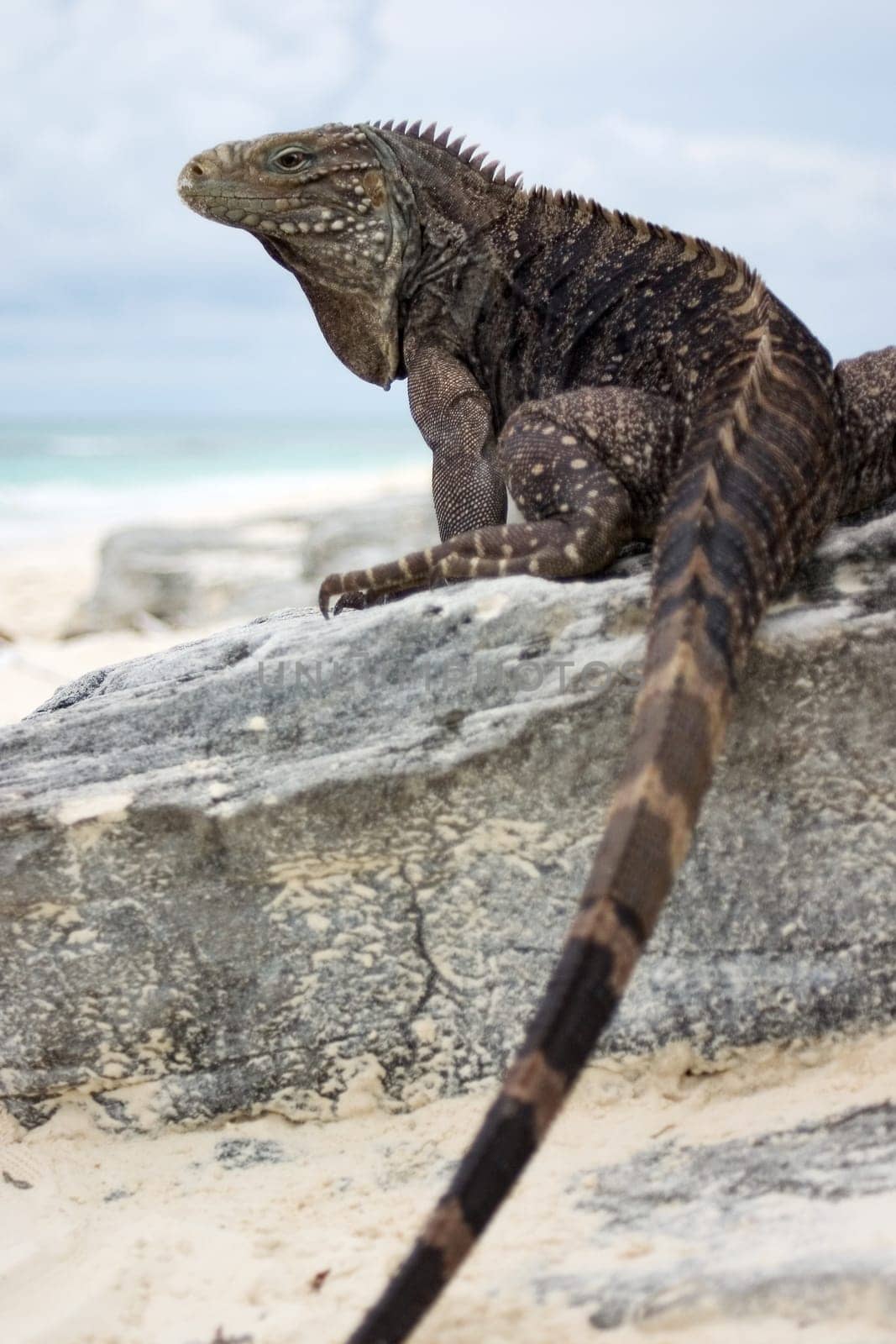 Wild belt-tailed iguana on the beach of Cayo Largo,one of the Caribbean islands belonging to Cuba.