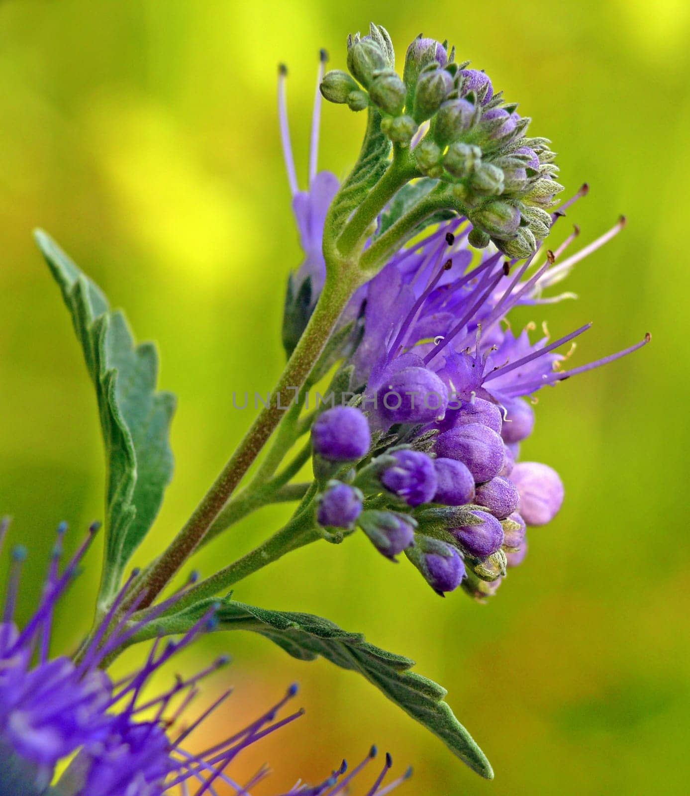 The bearded flower is a late-year-flowering shrub of our gardens and one of the few ornamental shrubs with blue flowers. The Clandon Beard Flower (Caryopteris × clandonensis) is a hybrid that was produced in a nursery in England in the 1930s as a nursery.