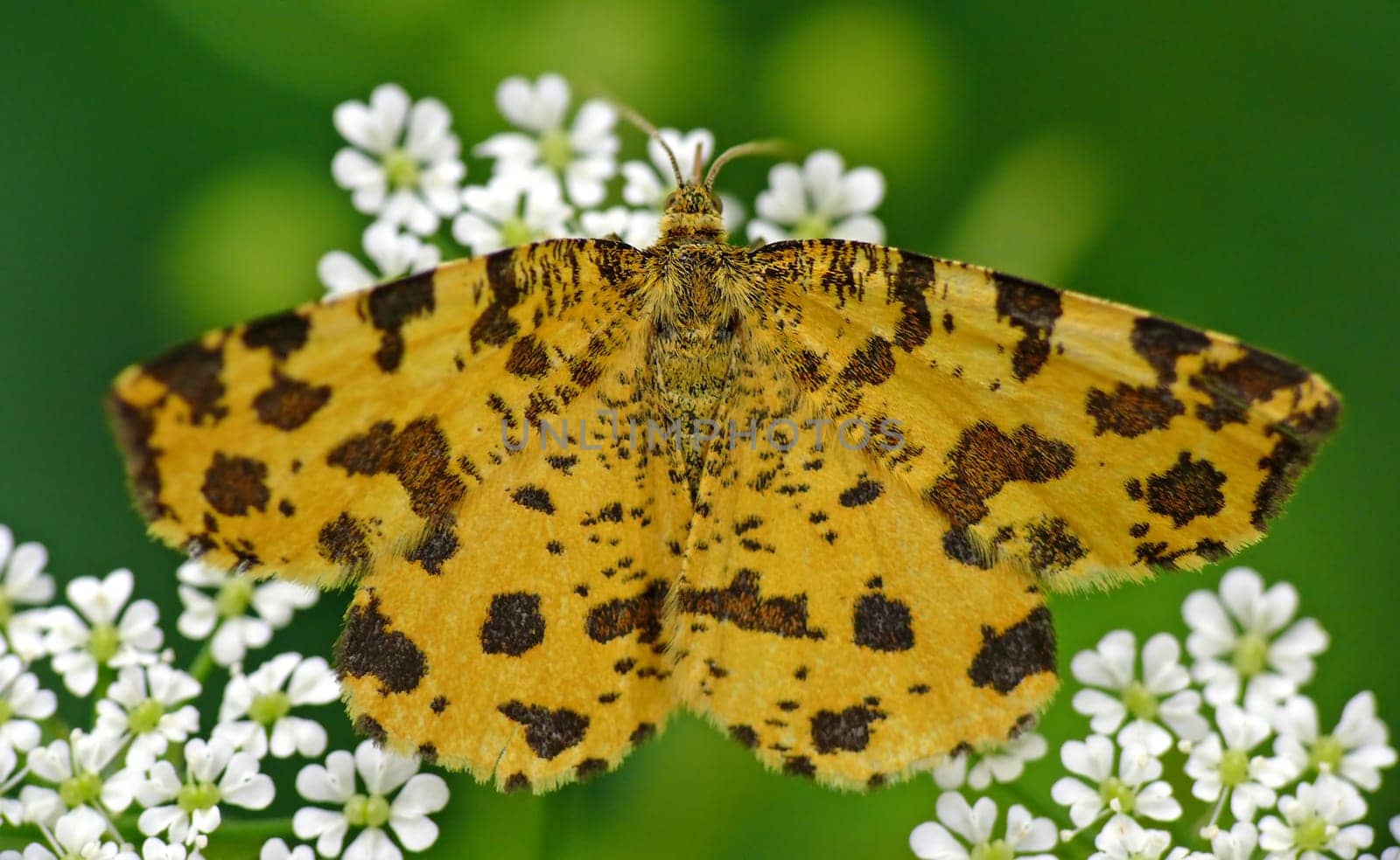 The Panther moth (Pseudopanthera macularia) is a striking small butterfly with yellow-orange wings and brown spots. This moth is diurnal!
