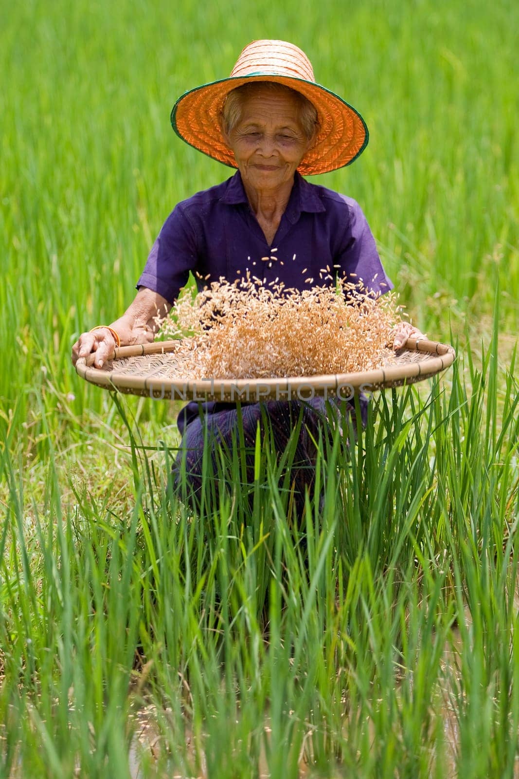 Old Asian woman sifting rice at rice field