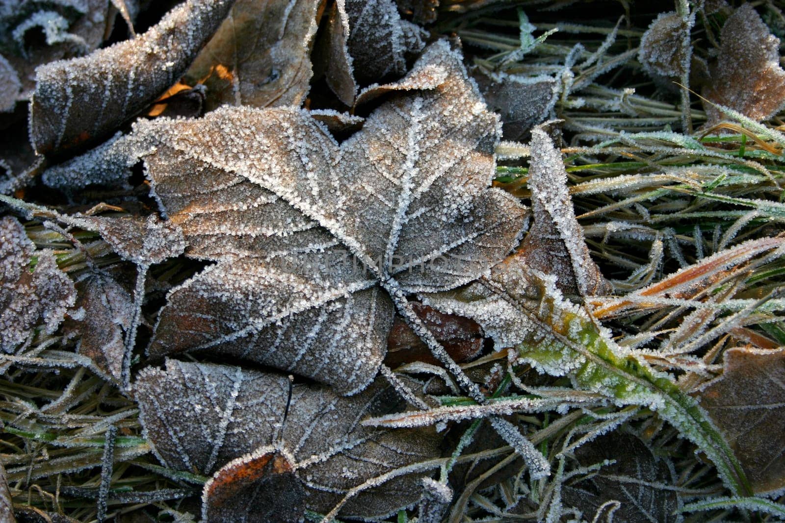 Ground frost