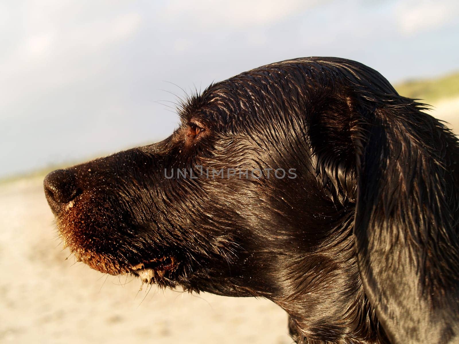 Dog portrait on the beach