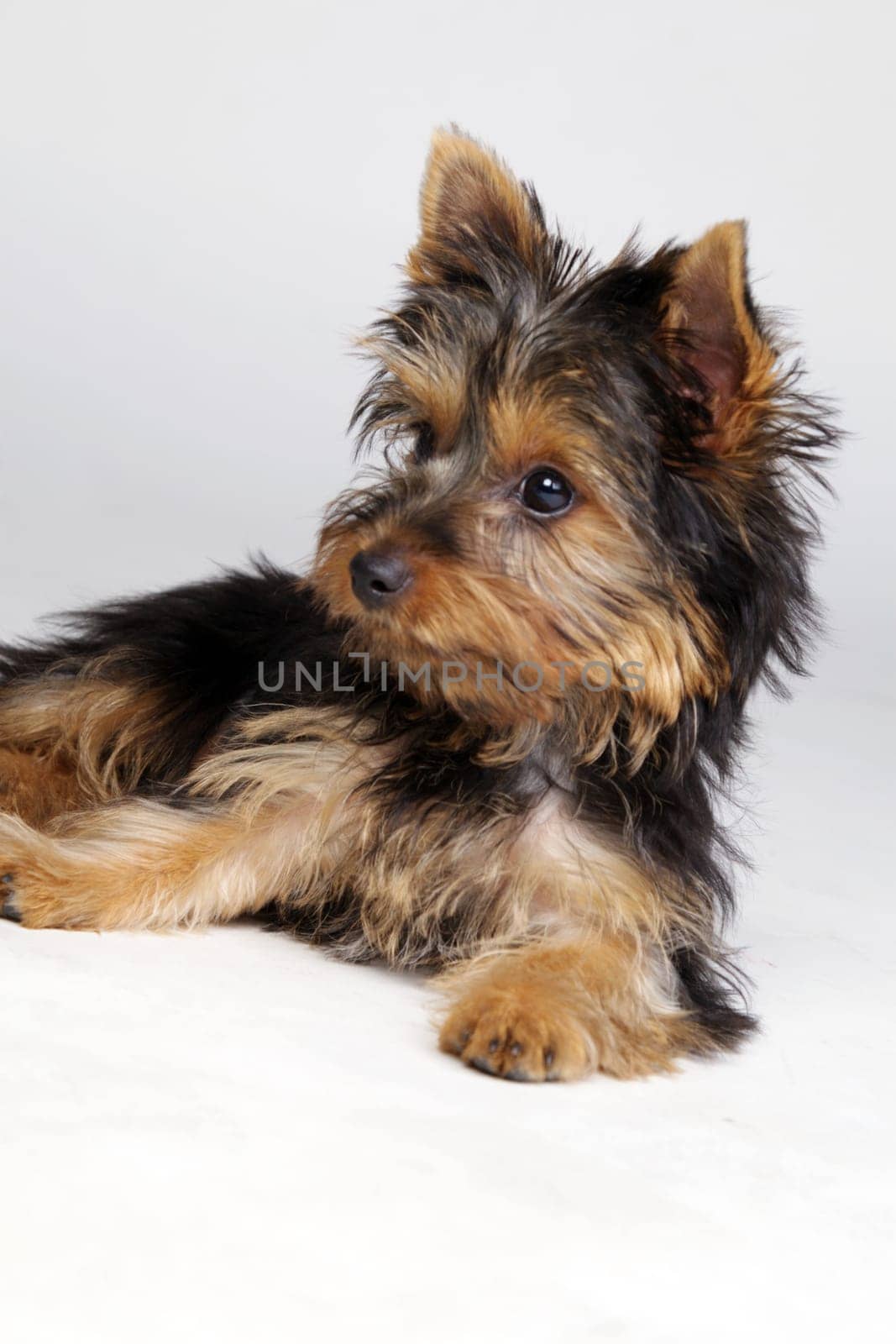 Yorkie