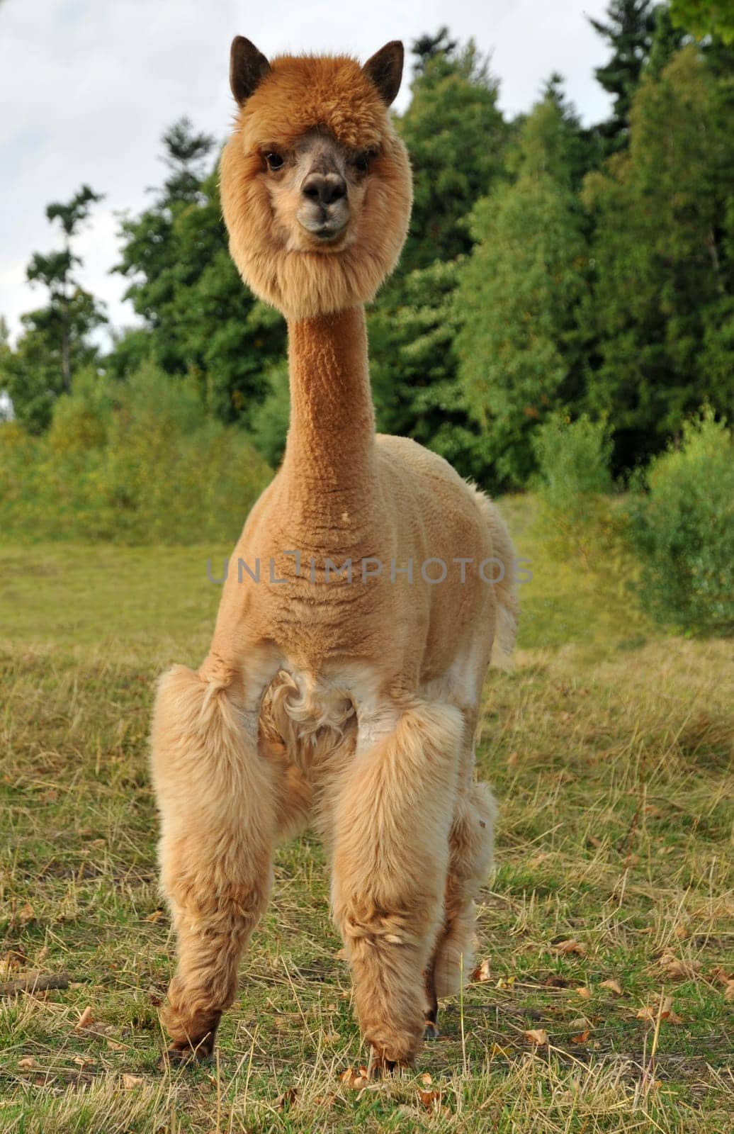 I was able to photograph this funny shorn alpaca llama in the Harz Mountains.