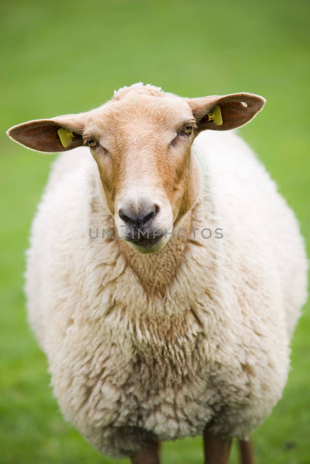 sheep closeup on green meadow