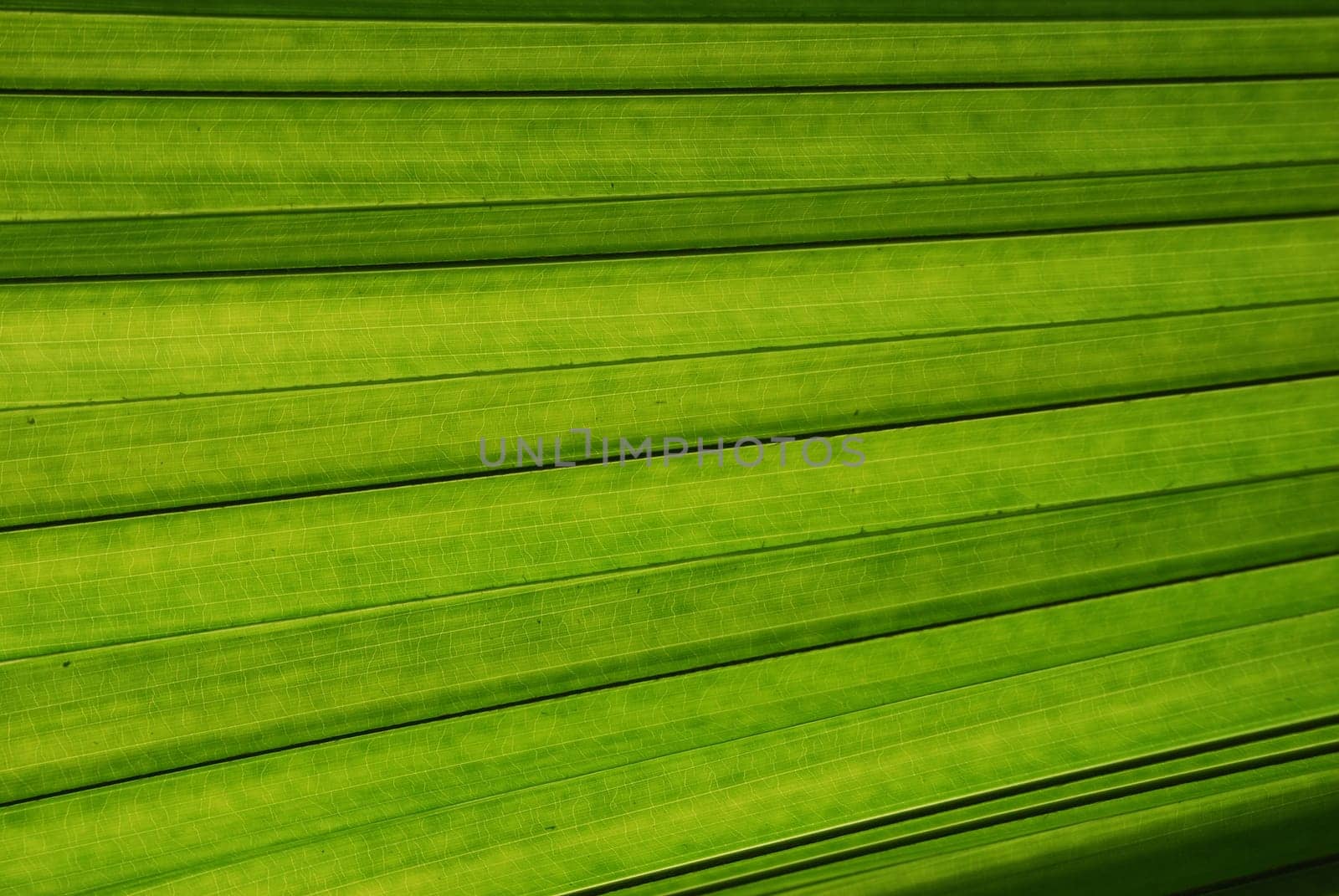 Palm leaf close-up