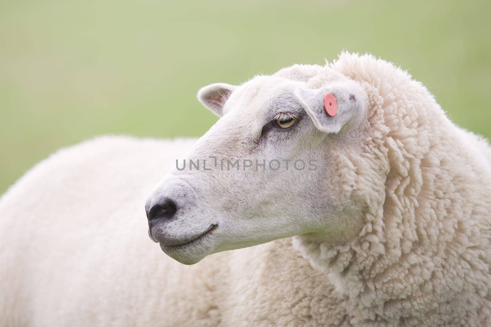 sheep closeup
