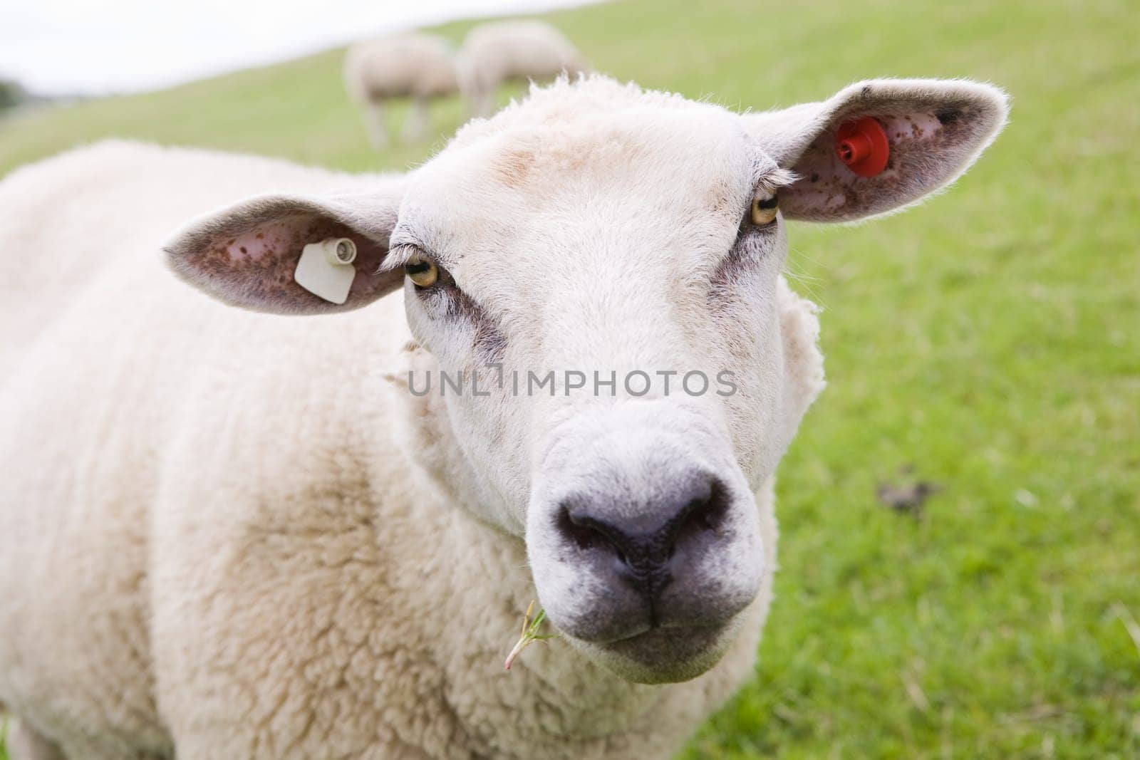 sheep on meadow