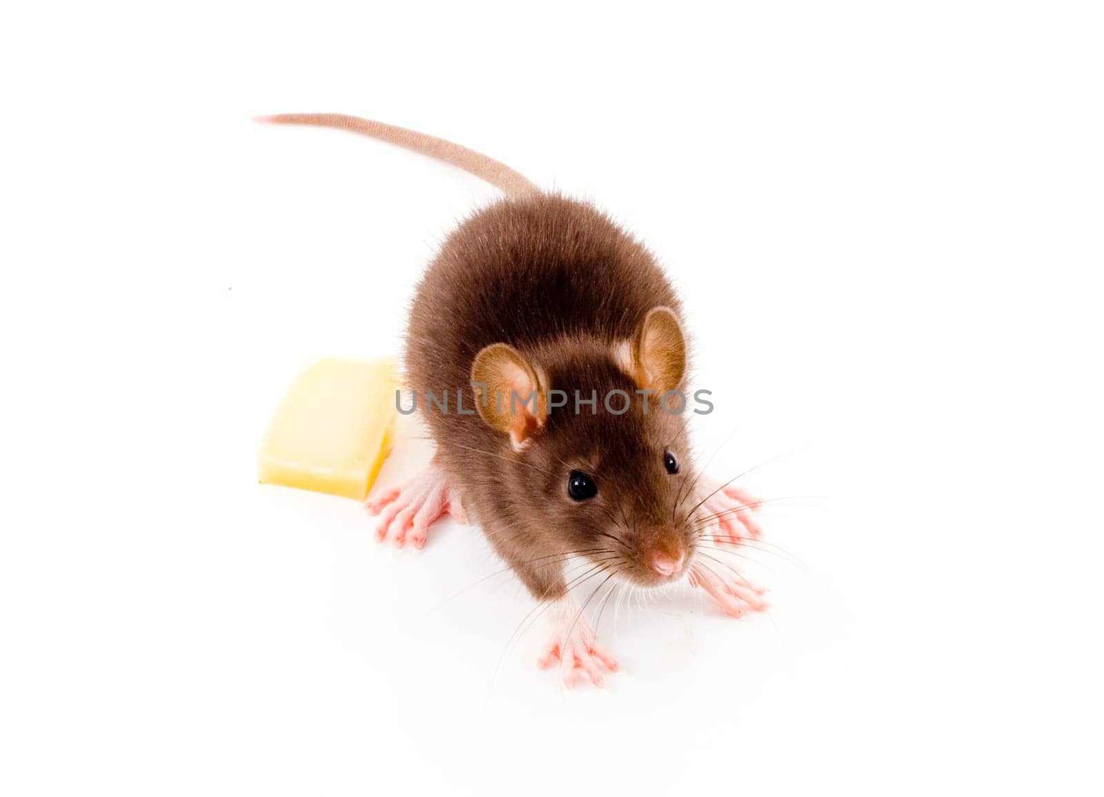 Brown Rat