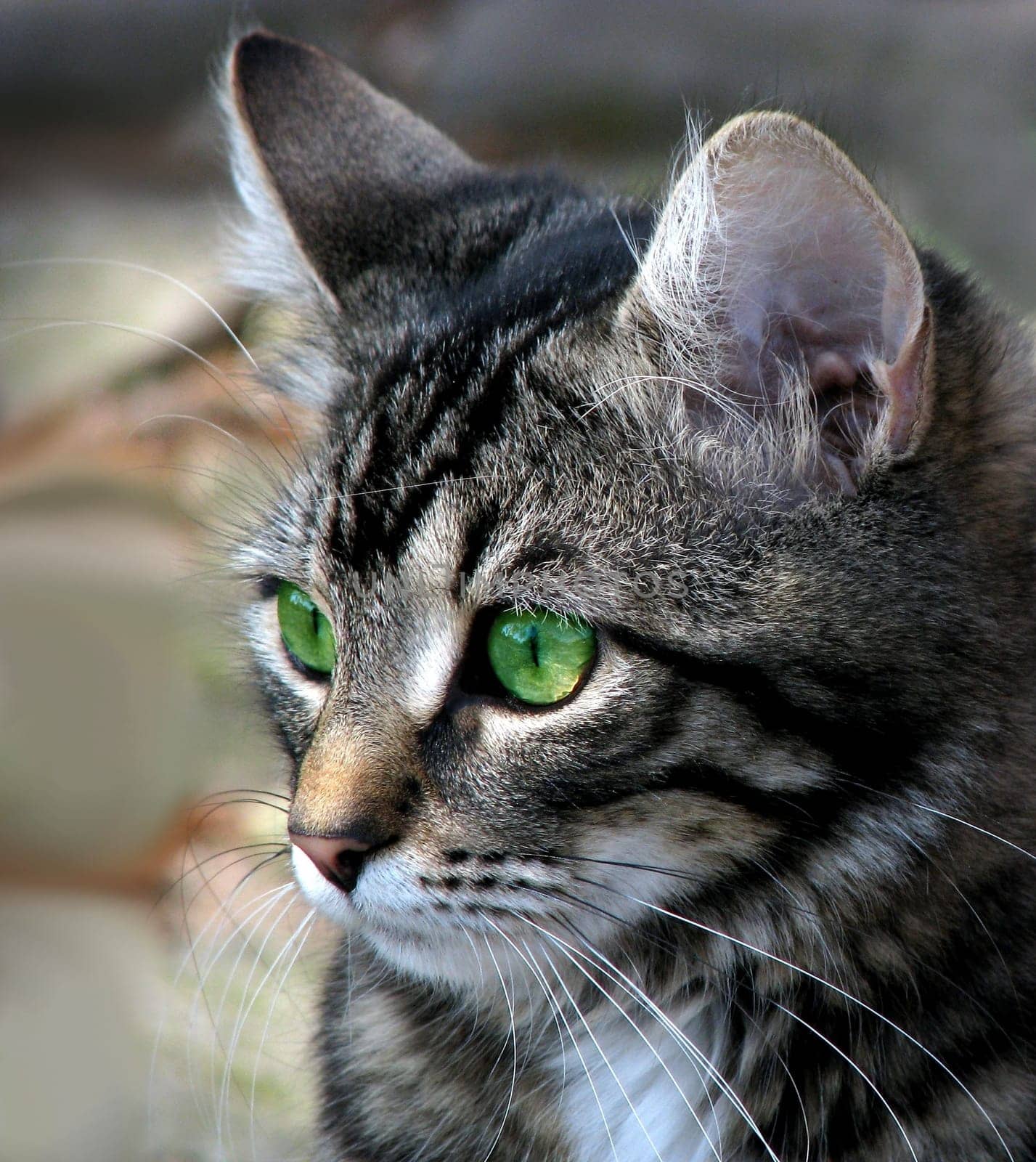 Cat Head Portrait