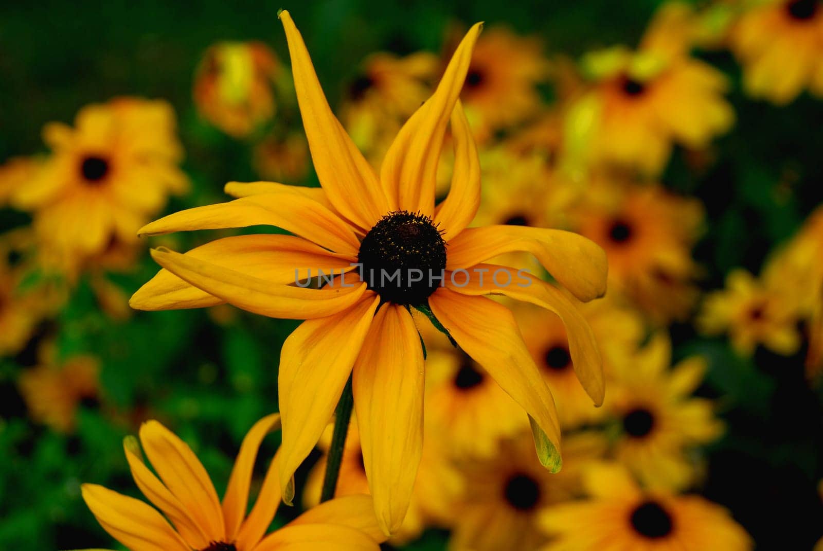 Rough coneflower
