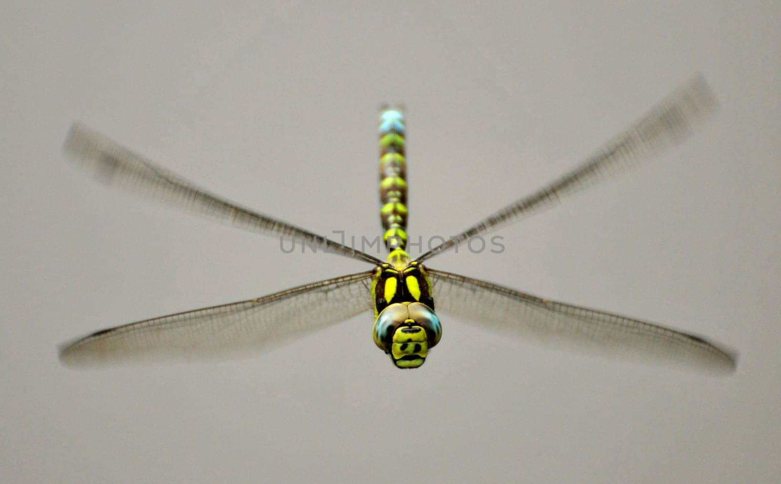 The fast dragonfly in flight.