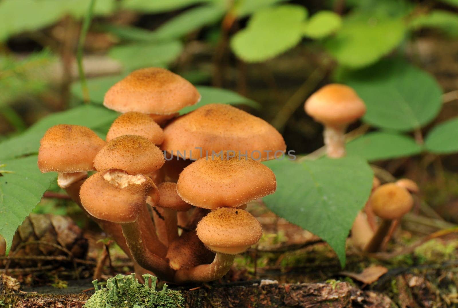 Common Hallimasch