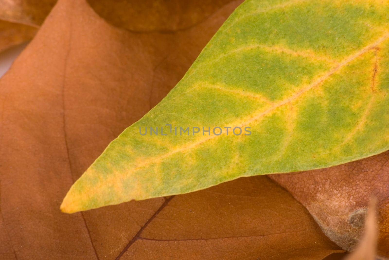 Autumnal