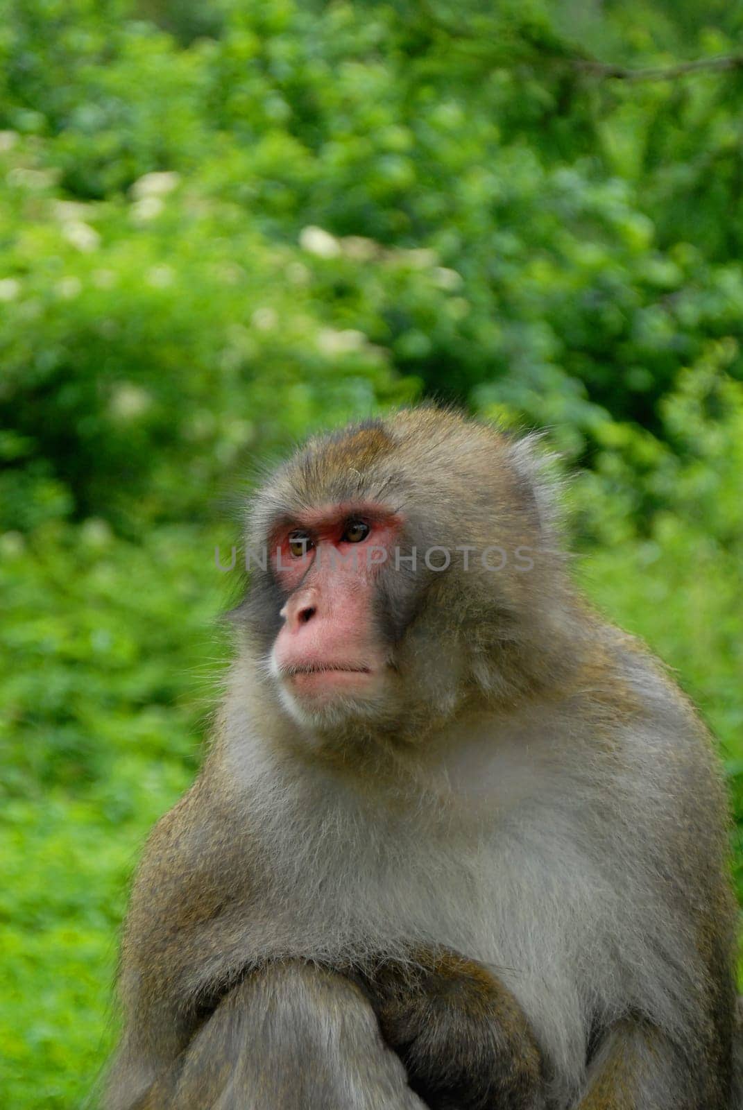Macaques