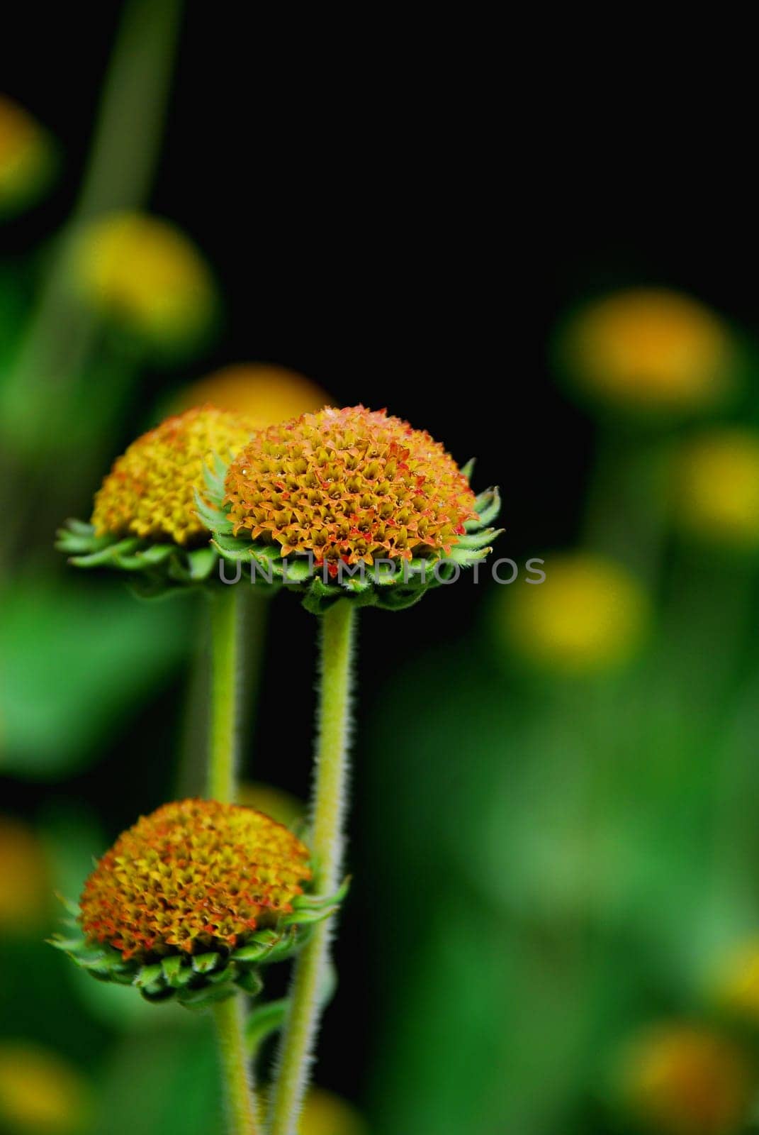 Soft Sunflower