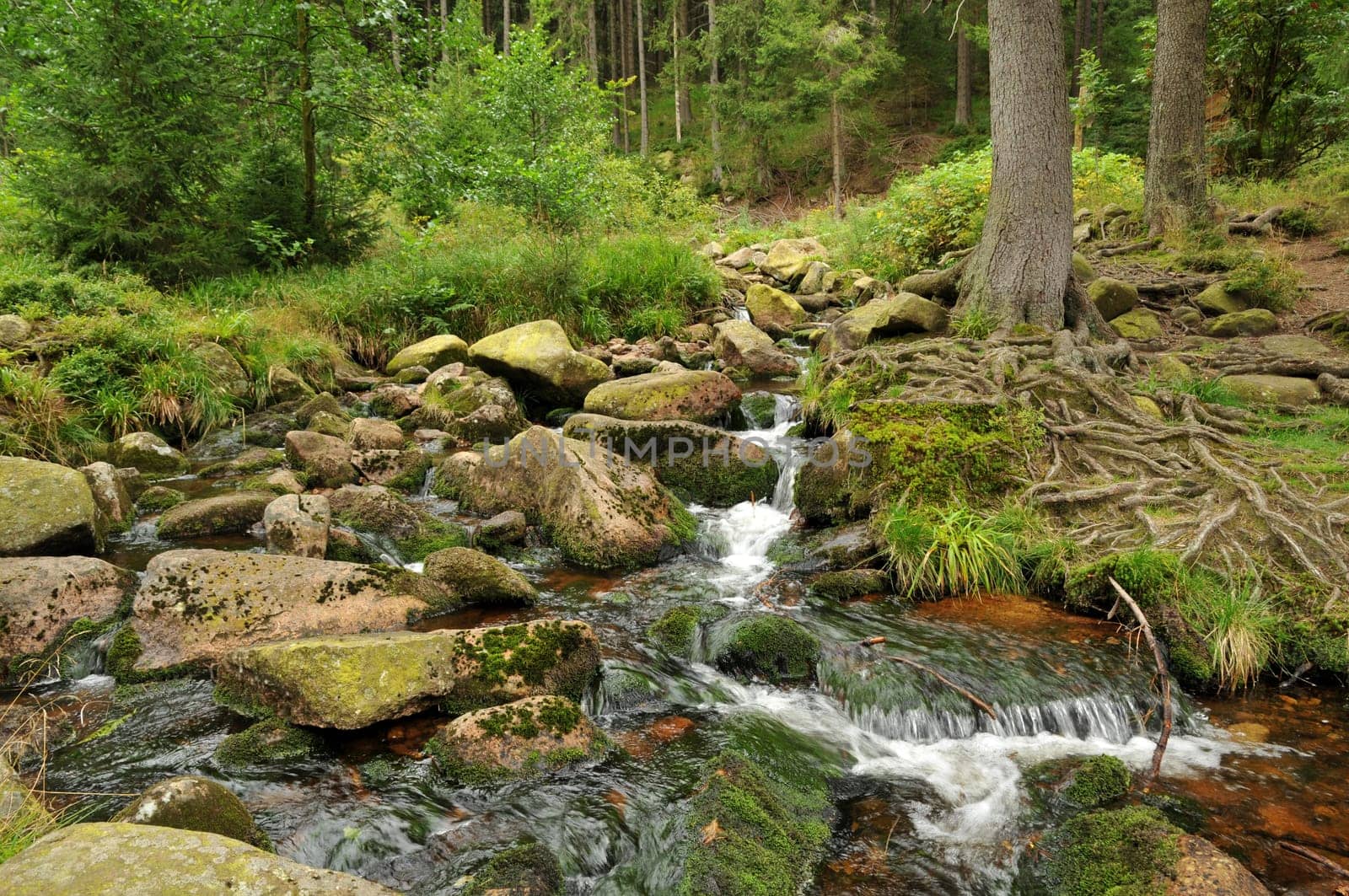 Waldbach in the Upper Harz.