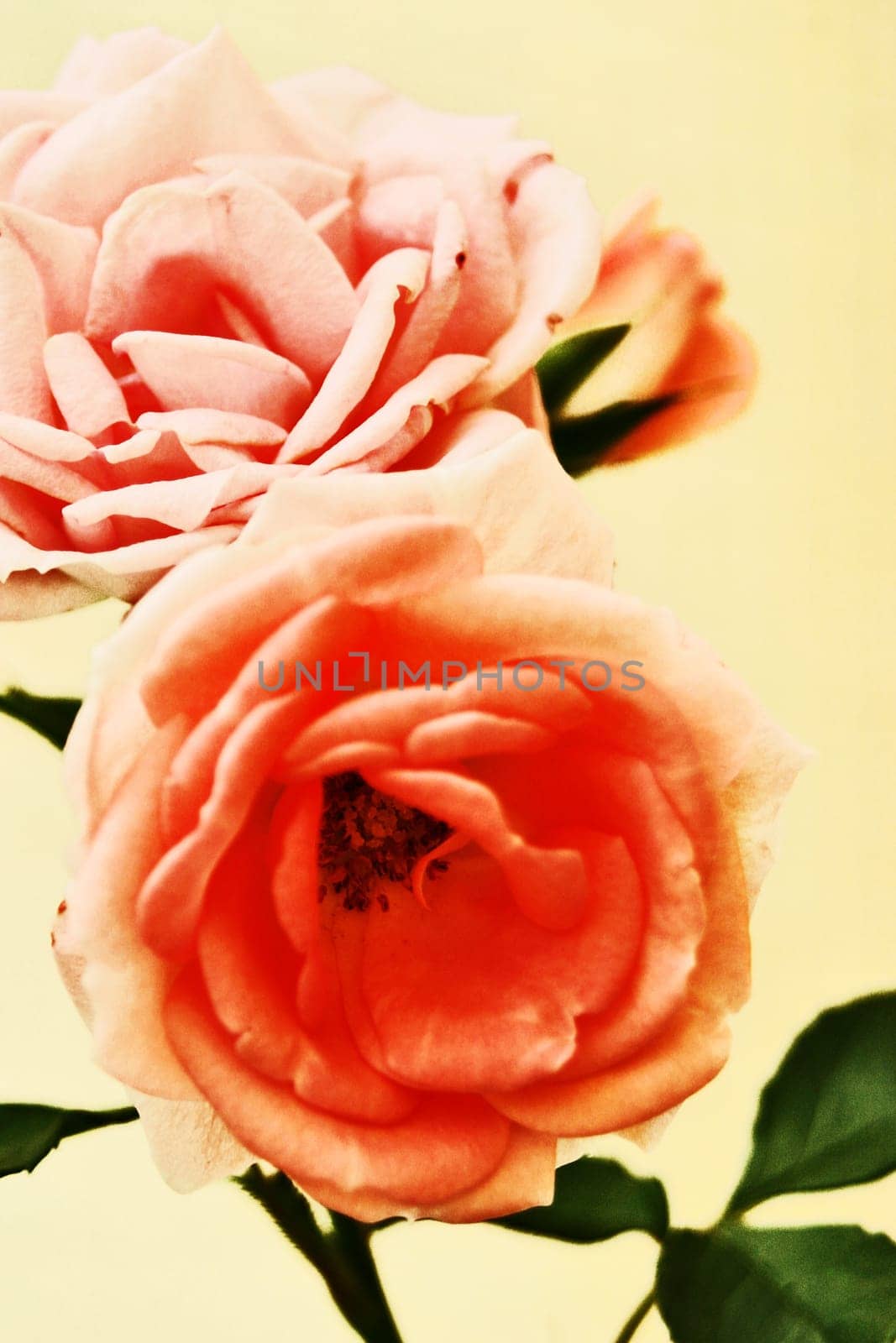 Roses on the bush