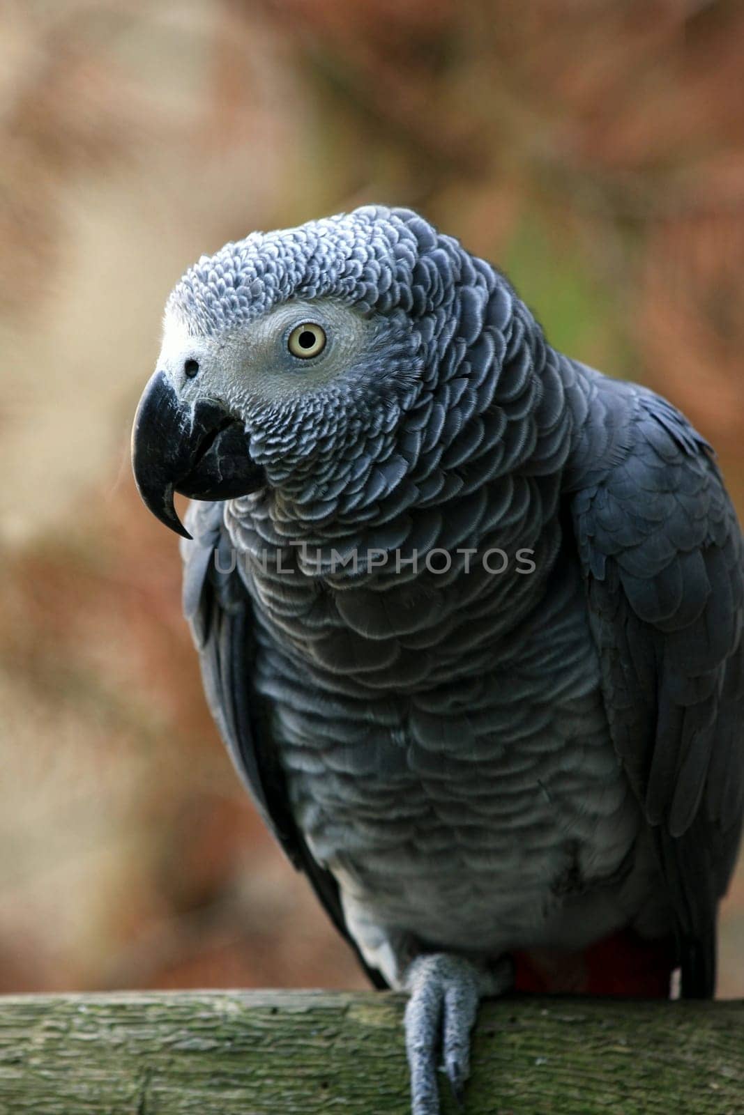 Vasa Parrot