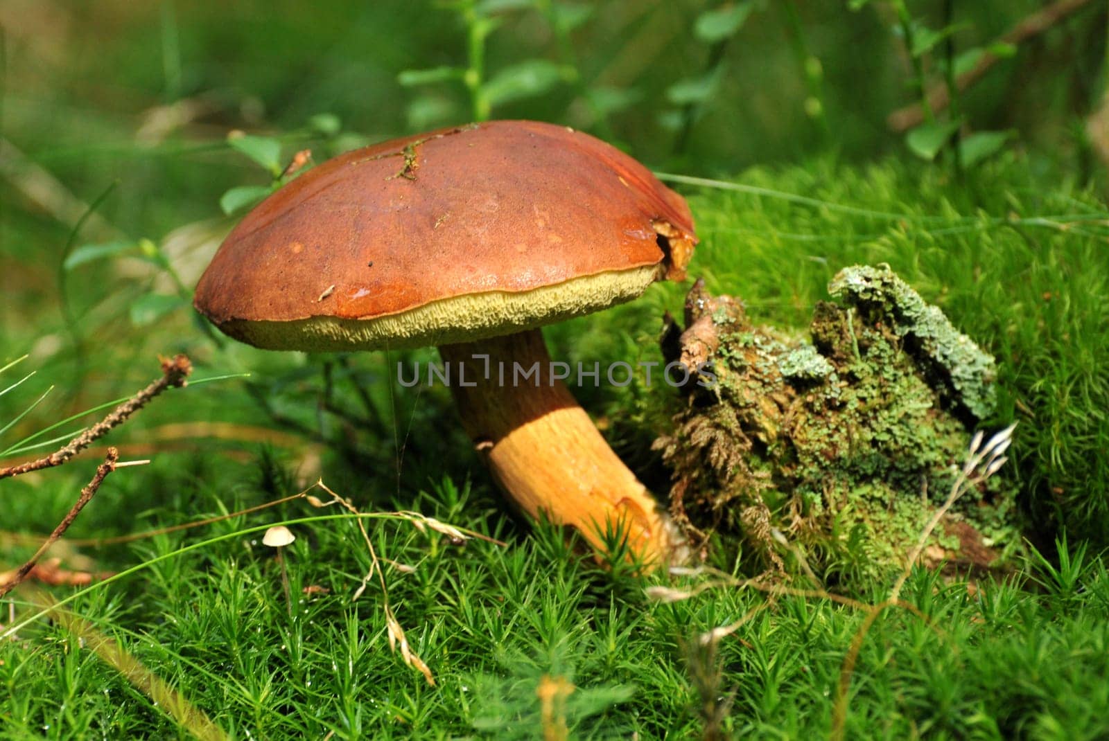 Bay bolete
