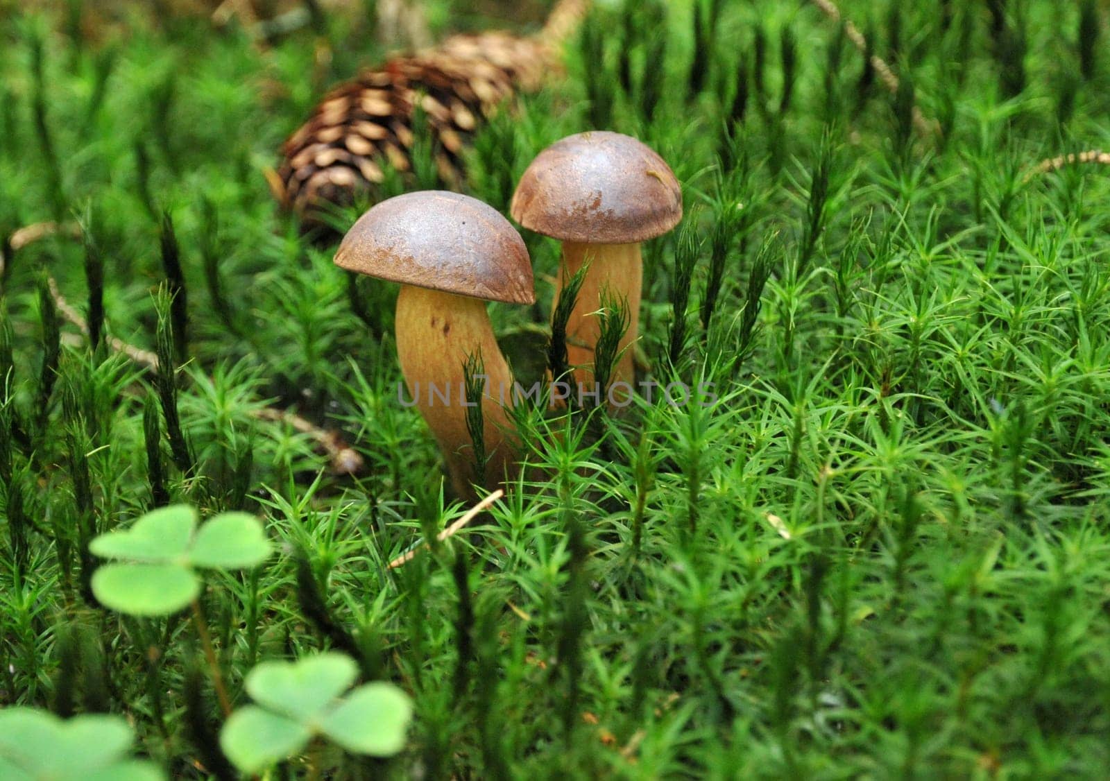 Brown caps
