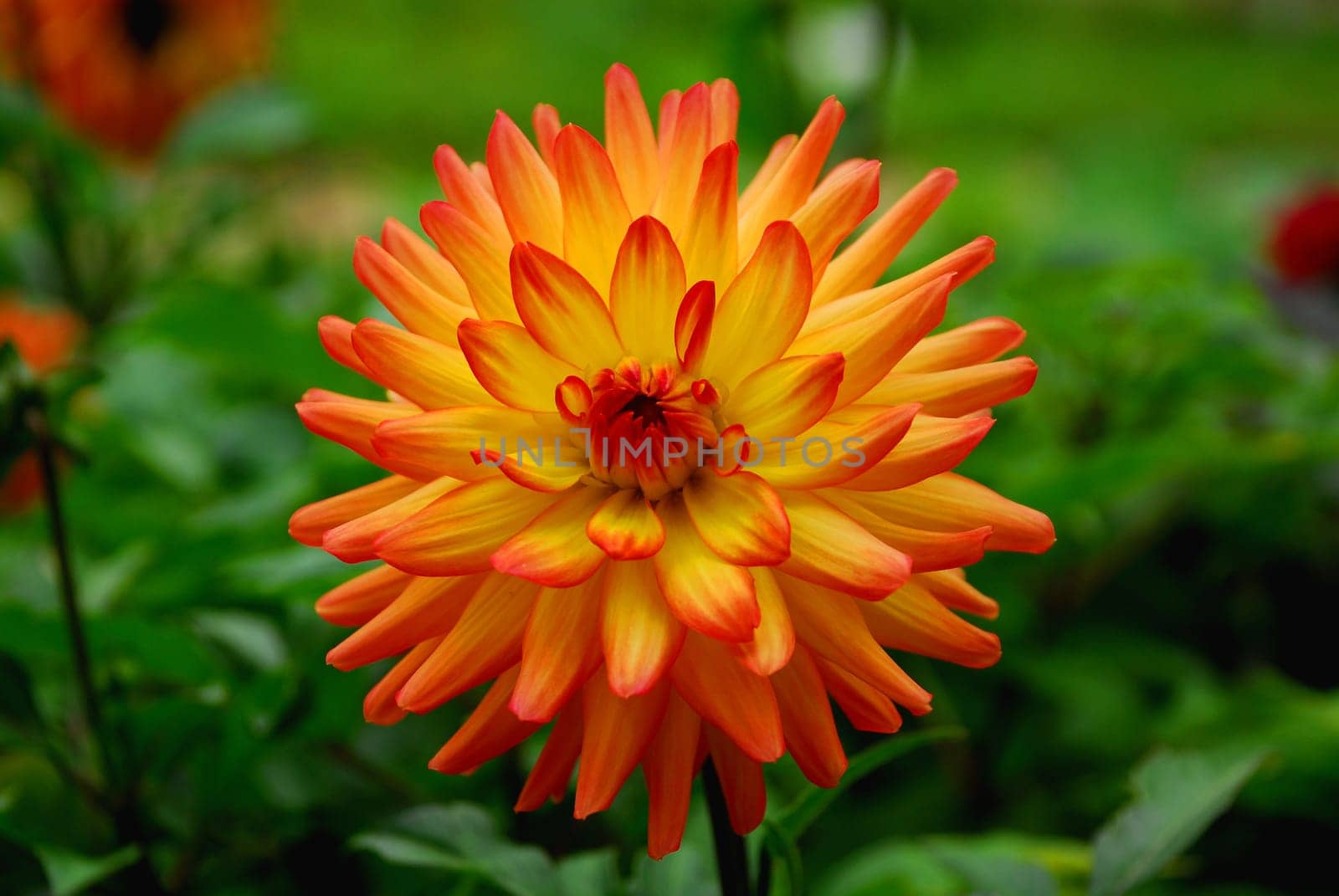 Little Princess Dahlia