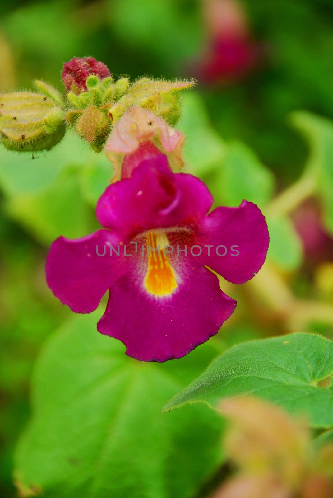 Unicorn plant