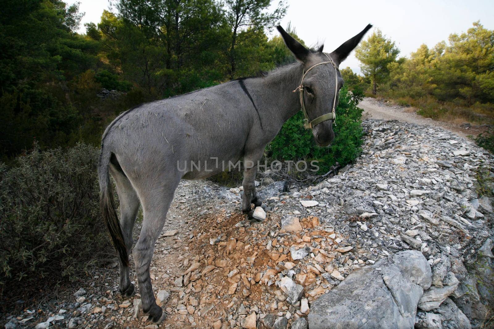 donkey